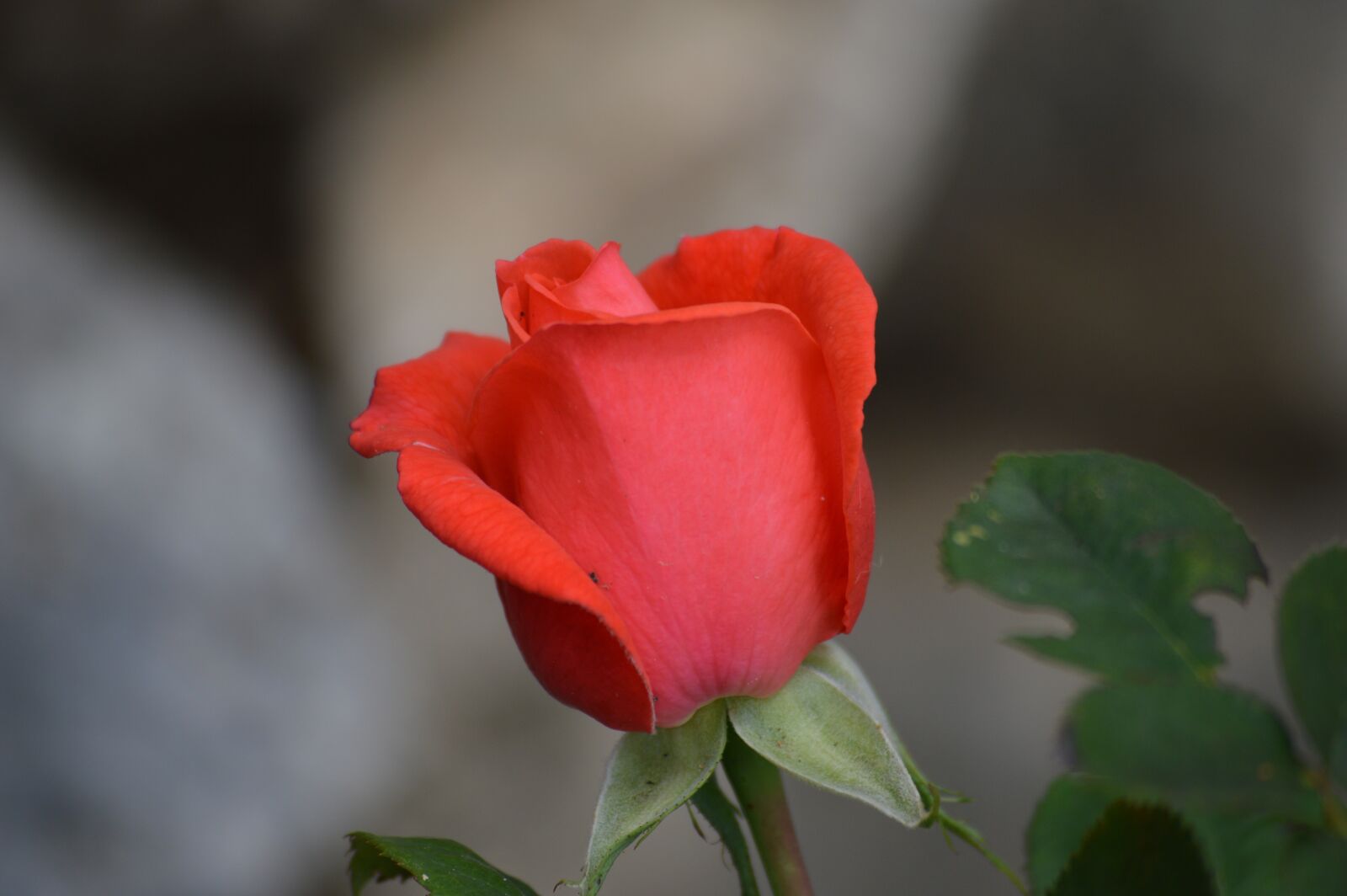 Nikon D3200 sample photo. Nature, flower, rose photography