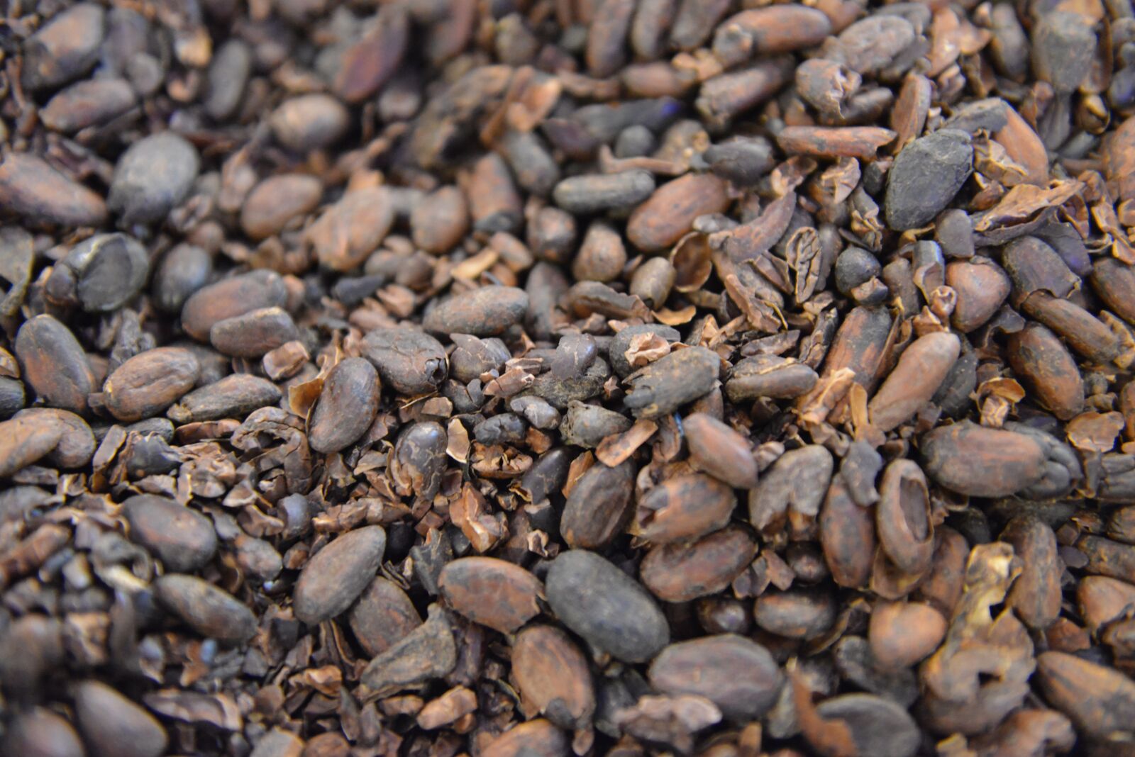 Nikon D800E sample photo. Focus, coffee, cafe photography