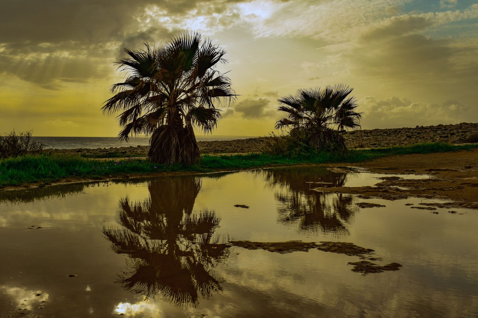 Nikon D3300 sample photo. Palm trees, sky, clouds photography