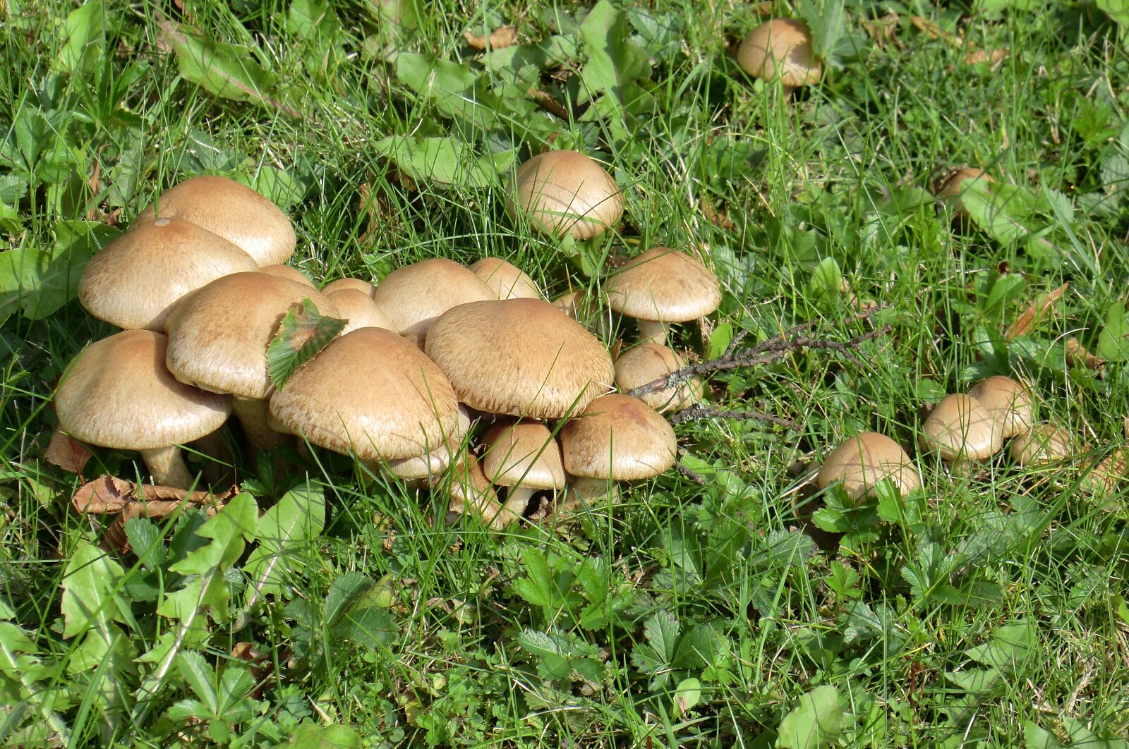 CASIO EX-H5 sample photo. Fungi, mushroom, boletus photography