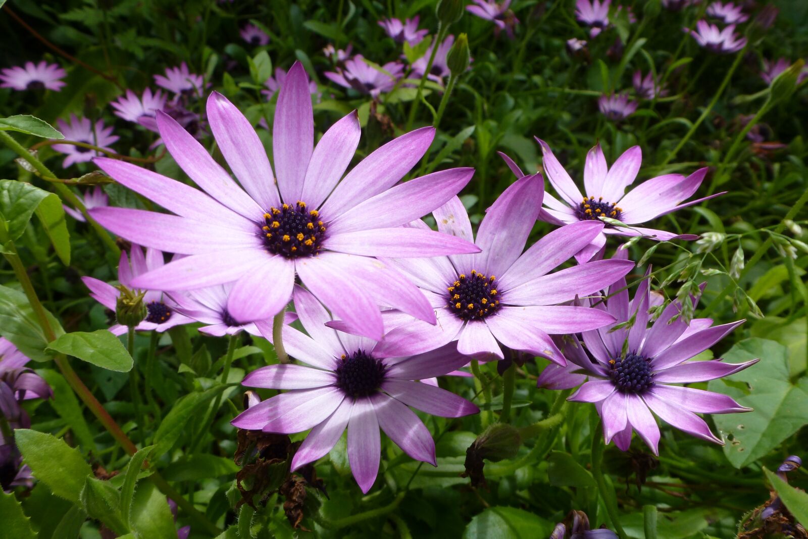 Panasonic DMC-TZ19 sample photo. Purple flowers, plant, petal photography