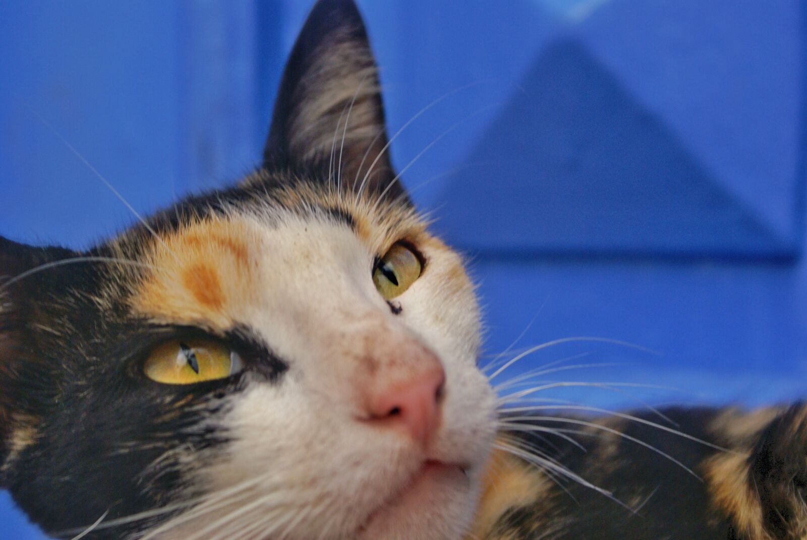 Sony Alpha DSLR-A100 sample photo. Cat, cats, catlover photography