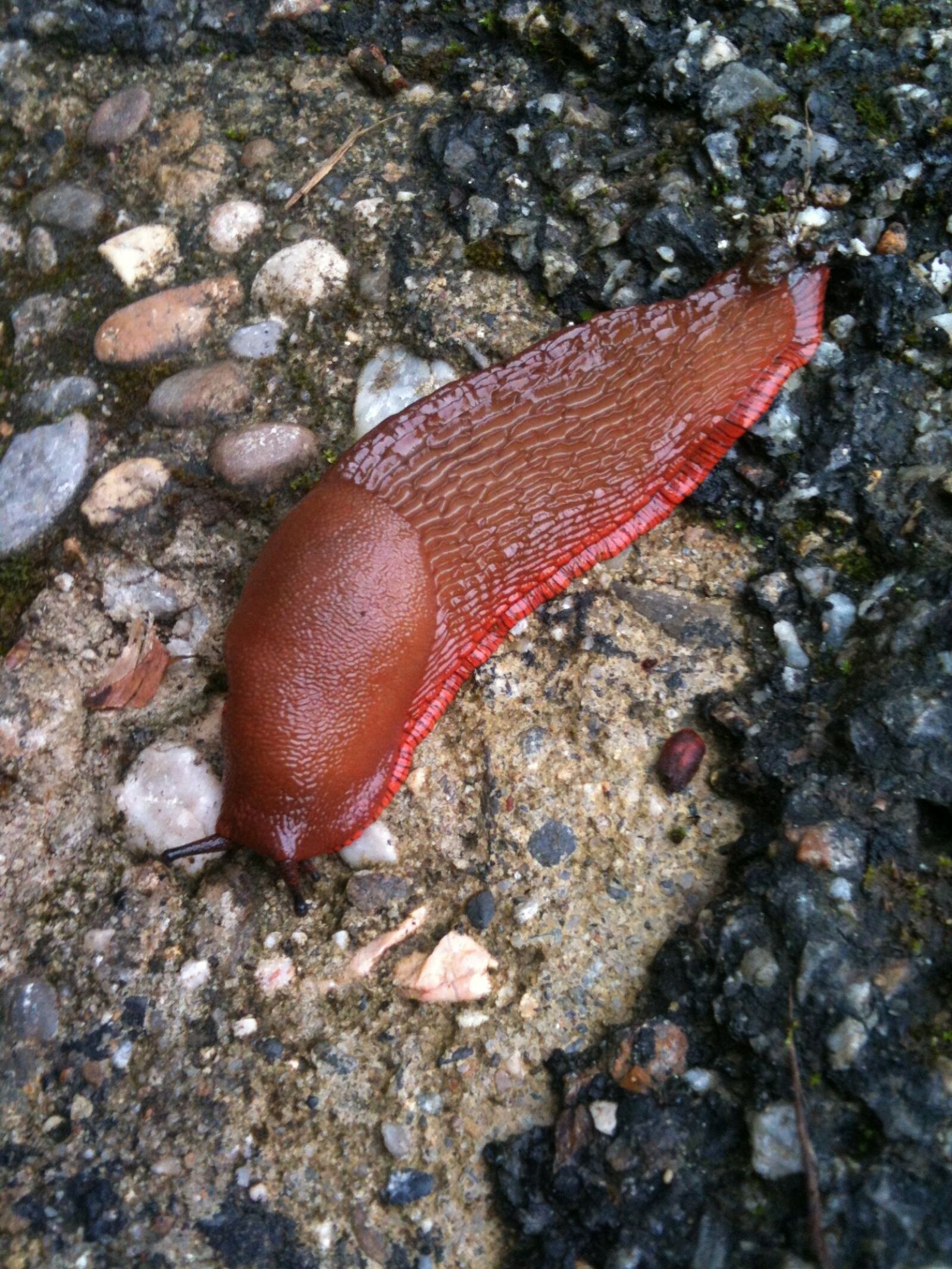 Apple iPhone 3GS sample photo. Slug, brown, pebble photography