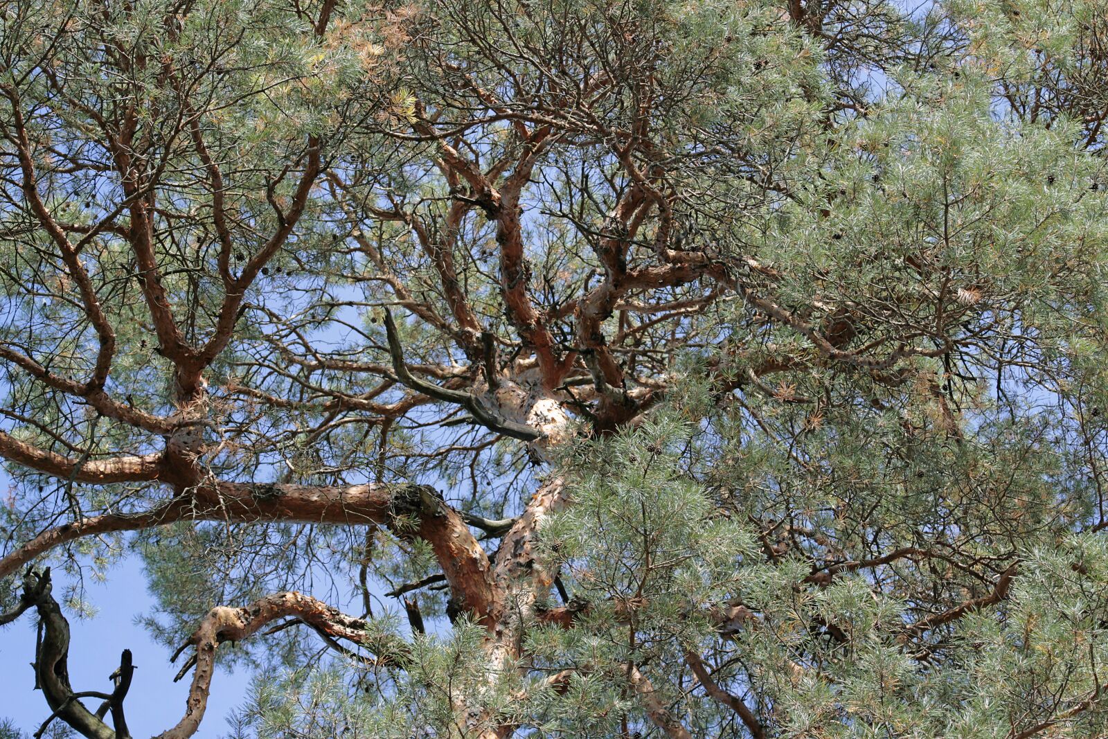 Canon EOS 700D (EOS Rebel T5i / EOS Kiss X7i) sample photo. Tree, crown, nature photography
