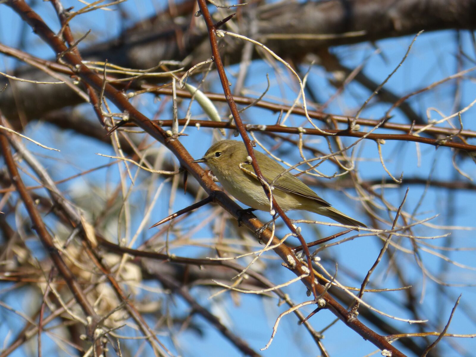Panasonic DMC-FZ62 sample photo. Bird, ave, phylloscopus collybita photography