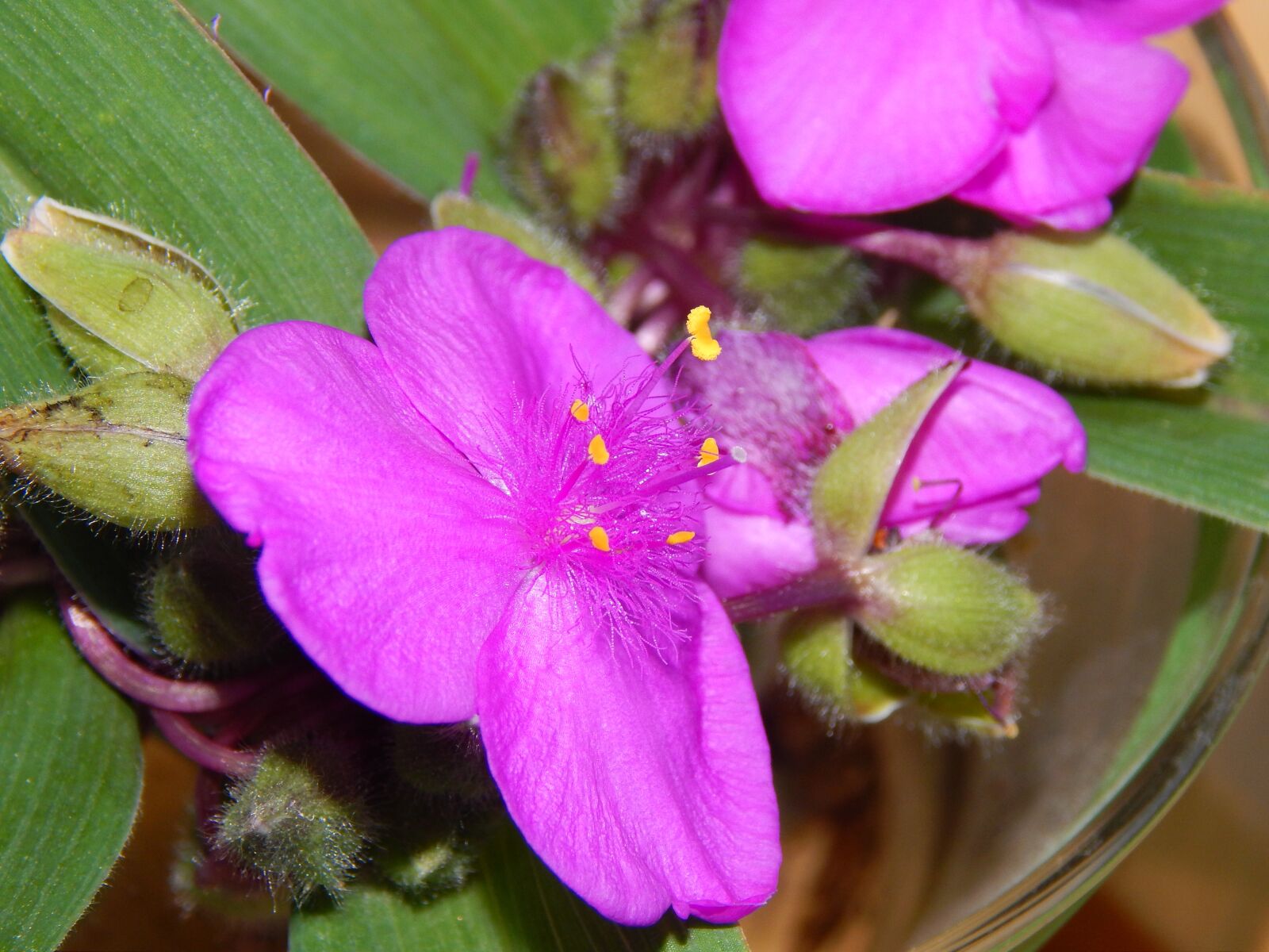 Nikon Coolpix L820 sample photo. Purple flower, flower, purple photography