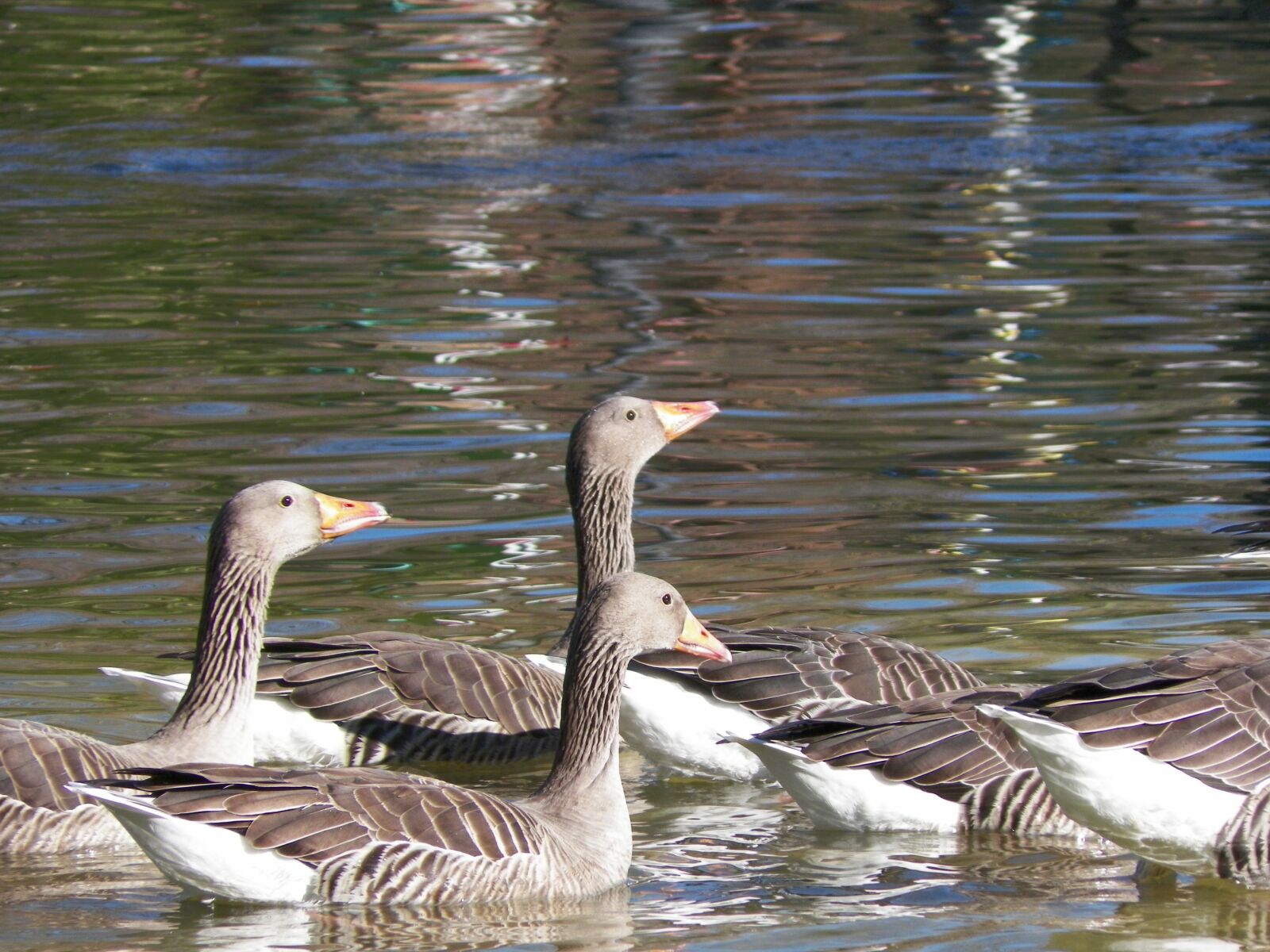 Kodak EASYSHARE Z5010 DIGITAL CAMERA sample photo. Duck, animal, park photography