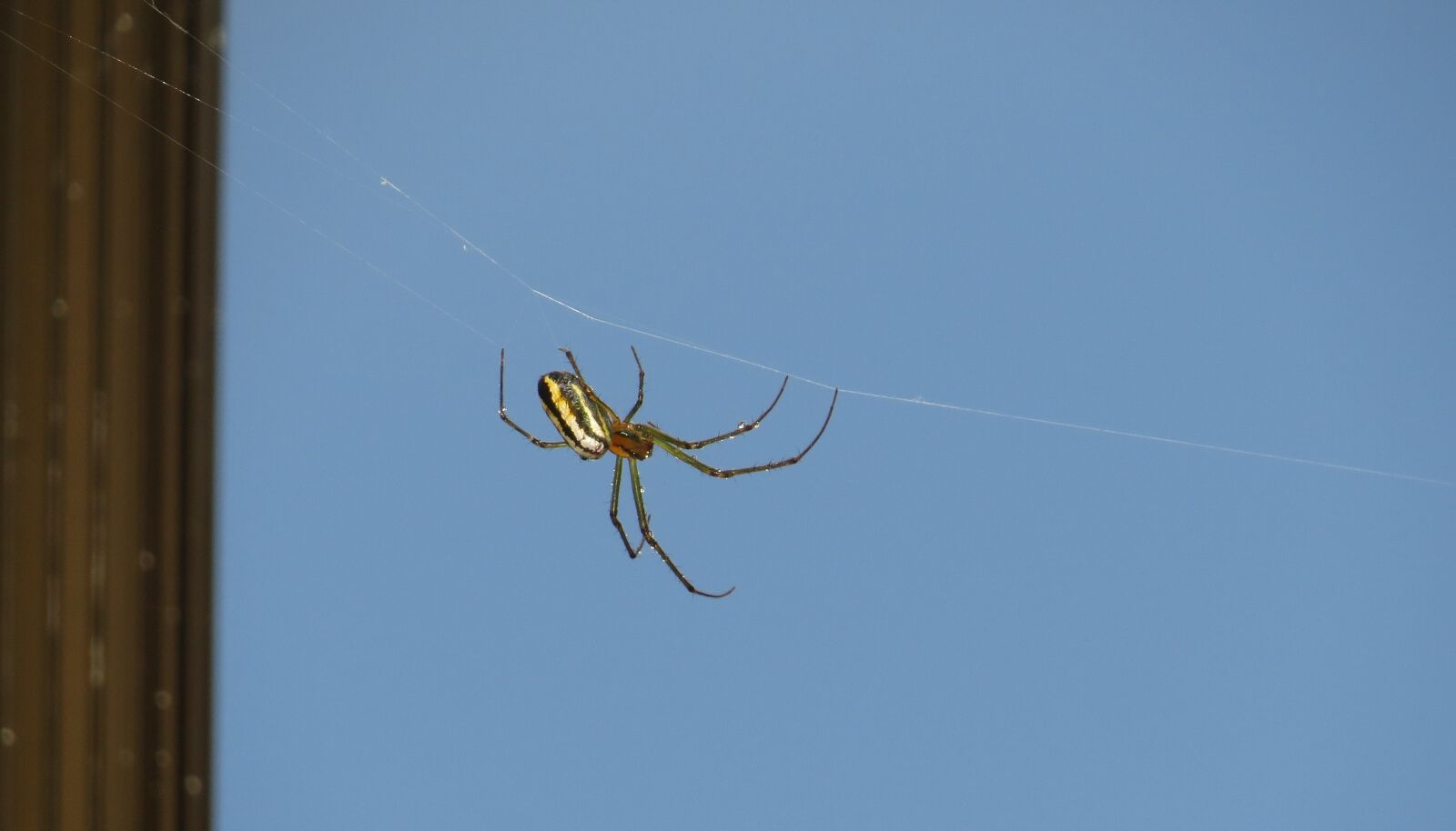 Canon PowerShot SX50 HS sample photo. Insects, nature, area photography