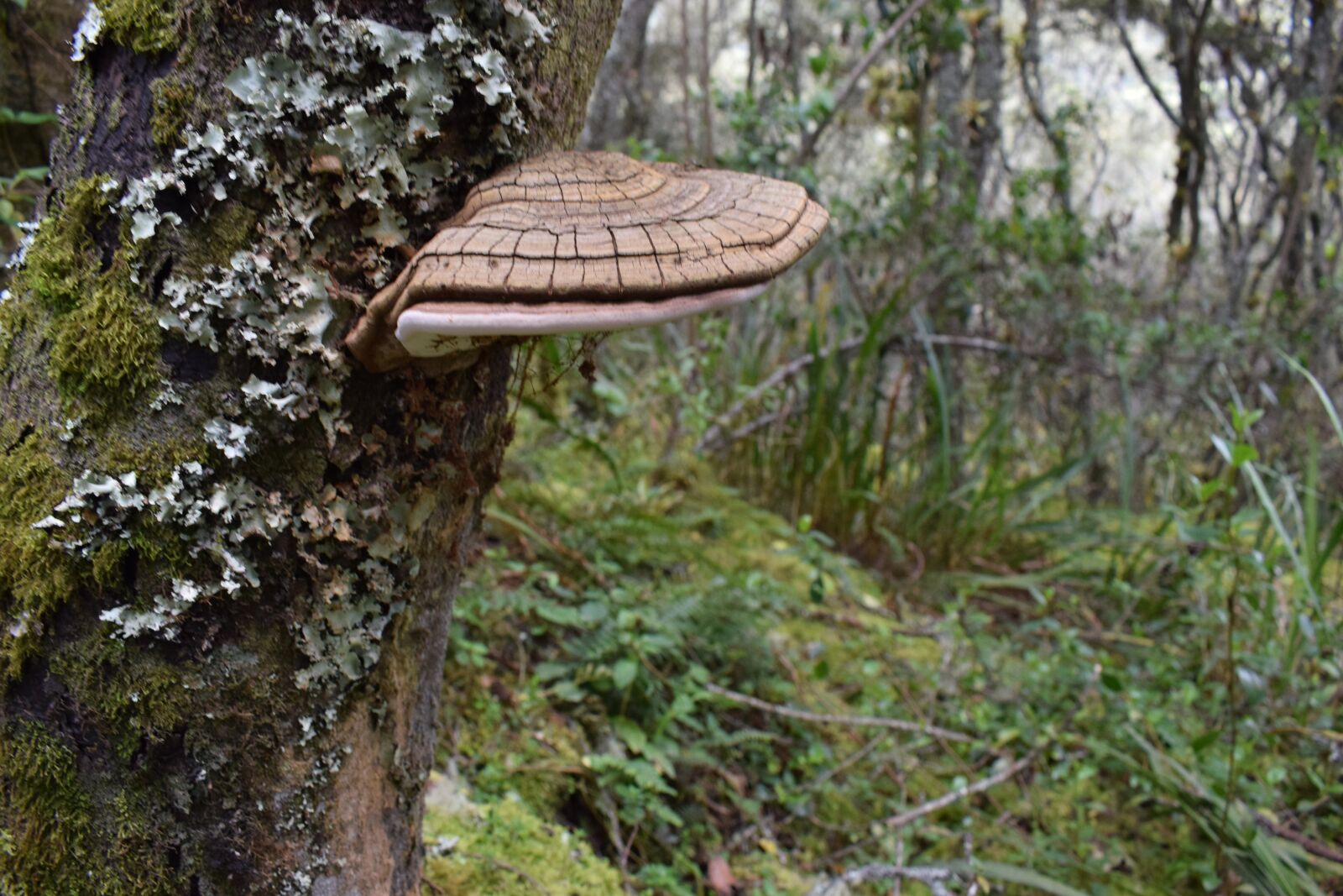 Nikon D3300 sample photo. Hongo, fungi, naturaleza photography
