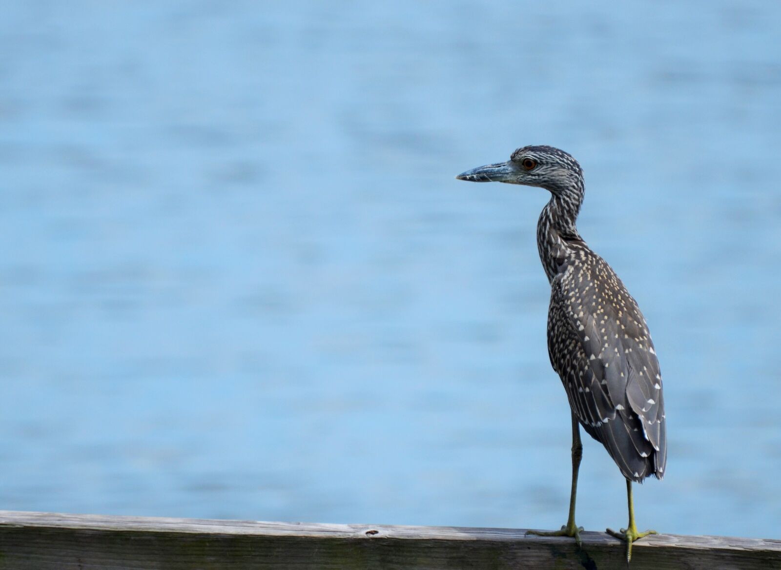Nikon D5100 sample photo. Bird, sea, sea ​​bird photography