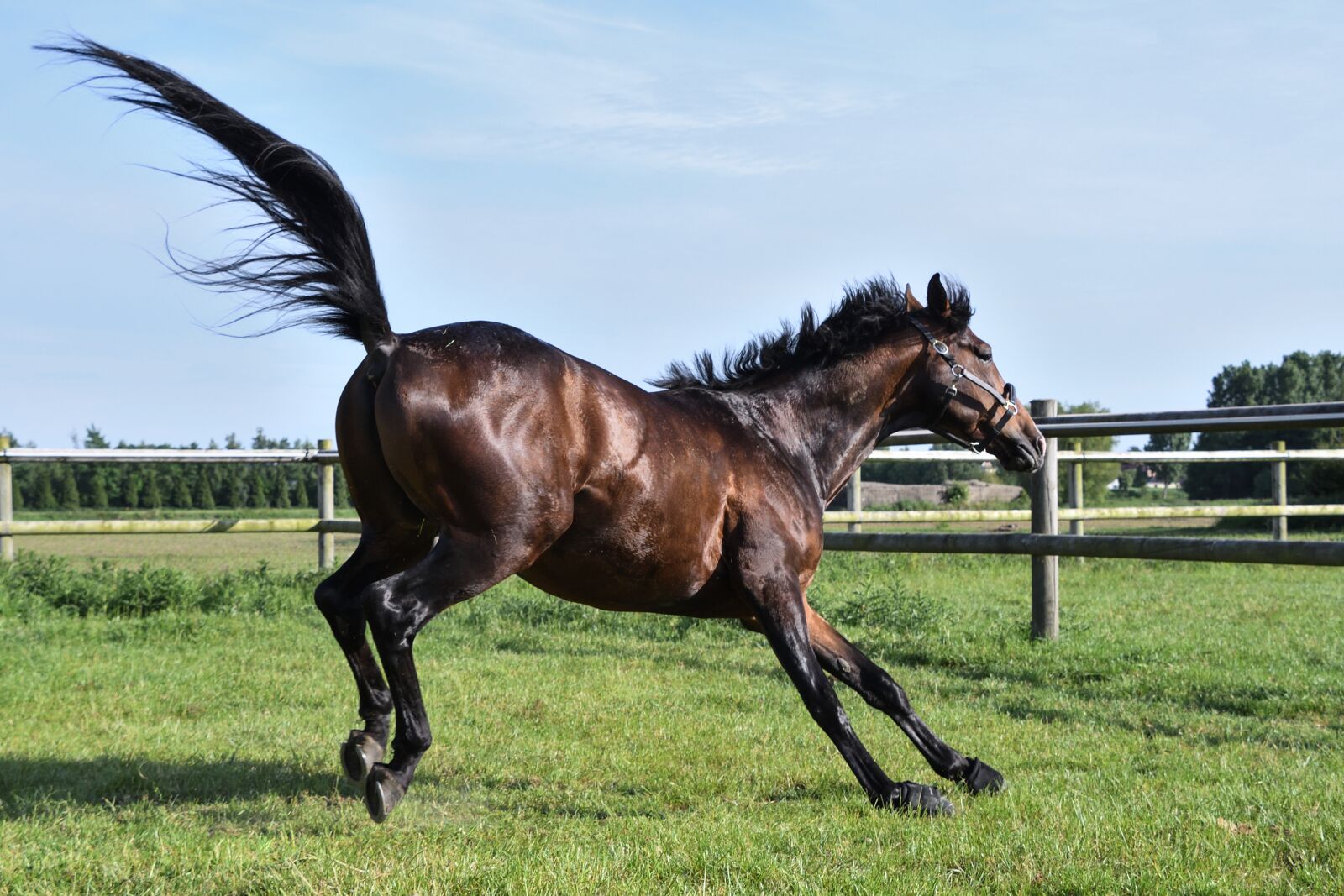 Nikon D500 sample photo. Horse, grass, run photography