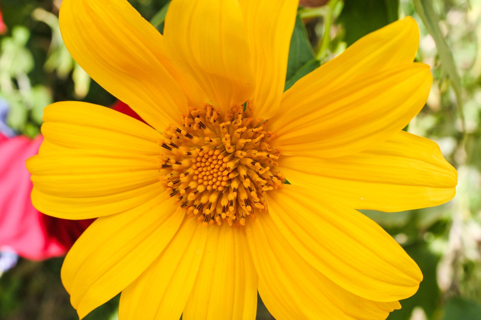 Canon EOS 20D sample photo. Wild sunflower, sunflower, wild photography