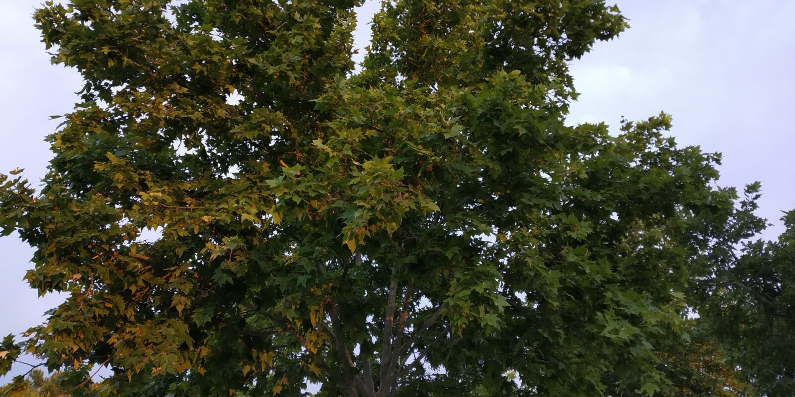 Xiaomi Redmi S2 sample photo. Nature, tree, sky photography