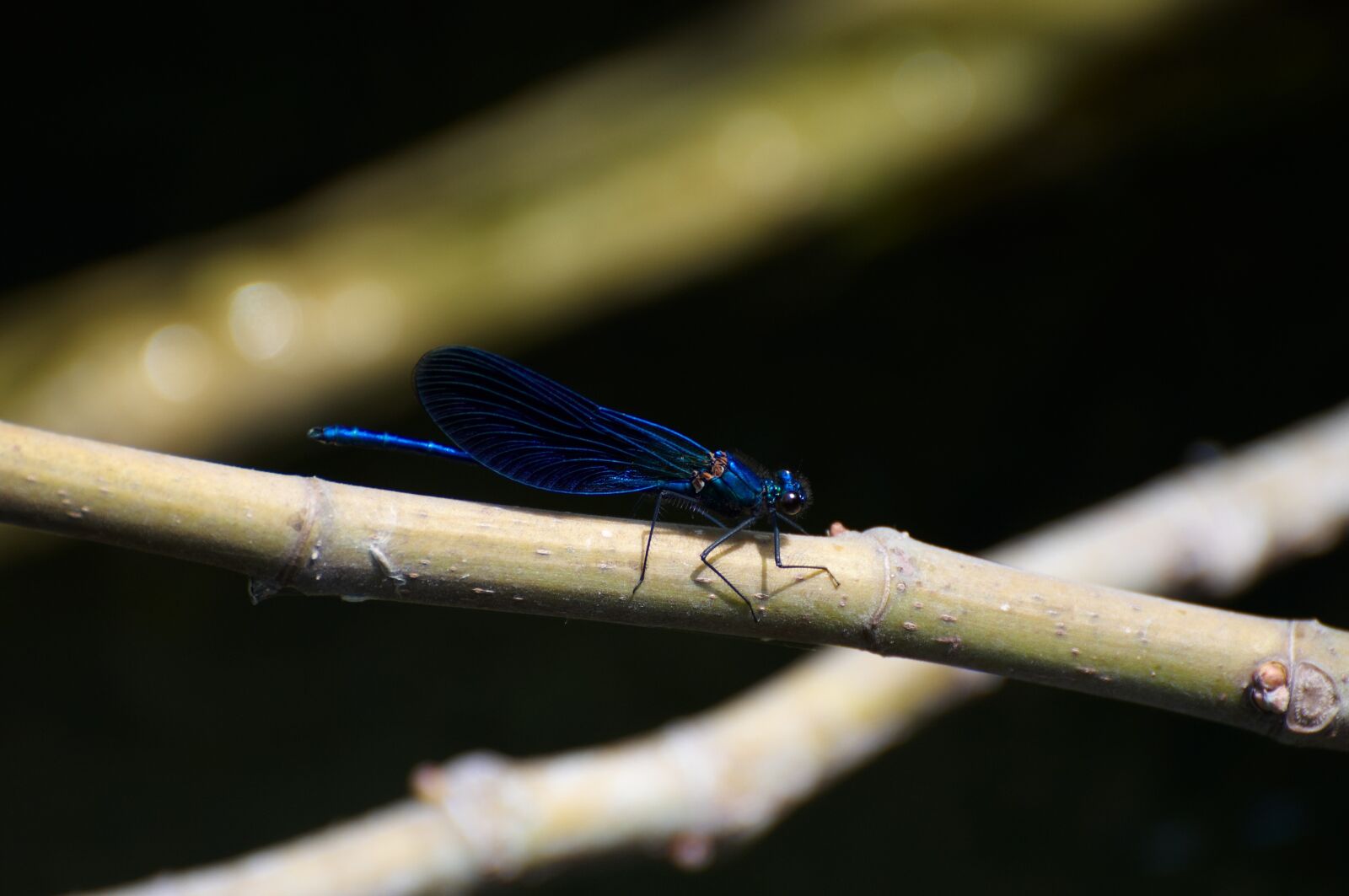 Nikon D90 sample photo. Close, up, of, damselfly photography