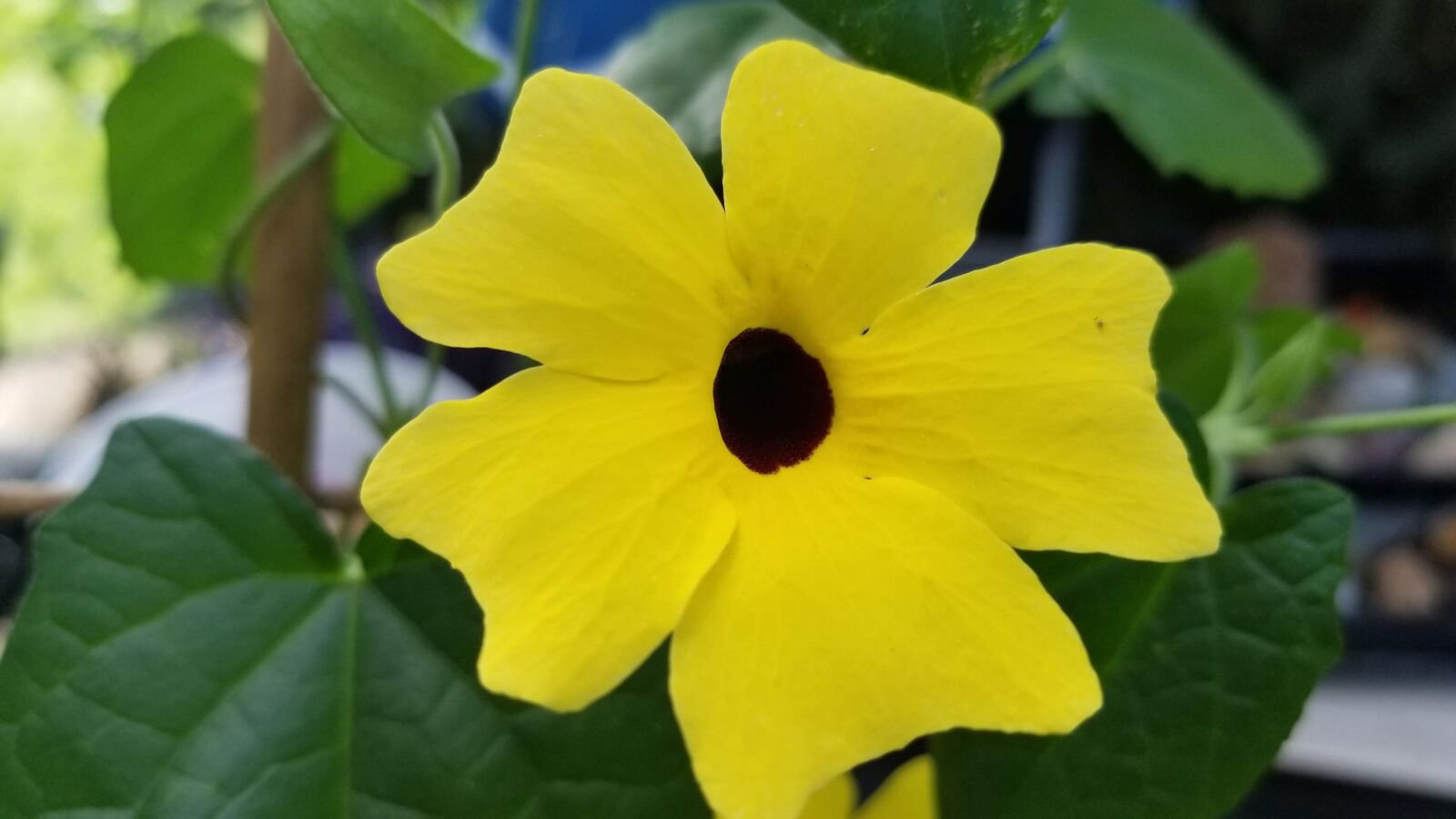 Samsung Galaxy S8 sample photo. Yellow, flower, nature photography