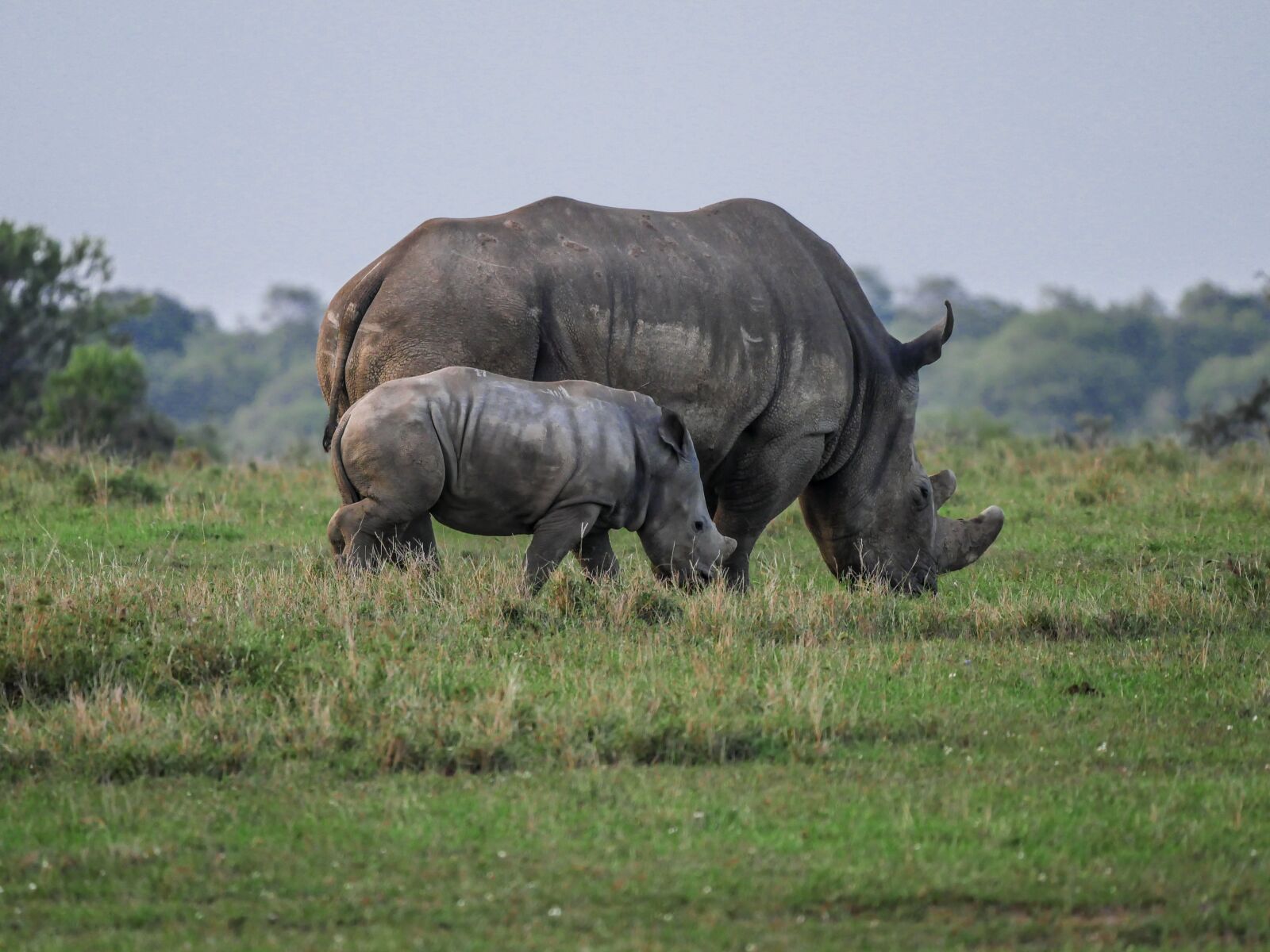 Panasonic Lumix DMC-GX8 + LEICA DG 100-400/F4.0-6.3 sample photo. Rhino, young animal, eat photography