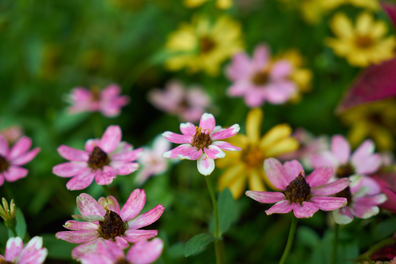 Sony a7R II sample photo. Flower, botanical, garden photography