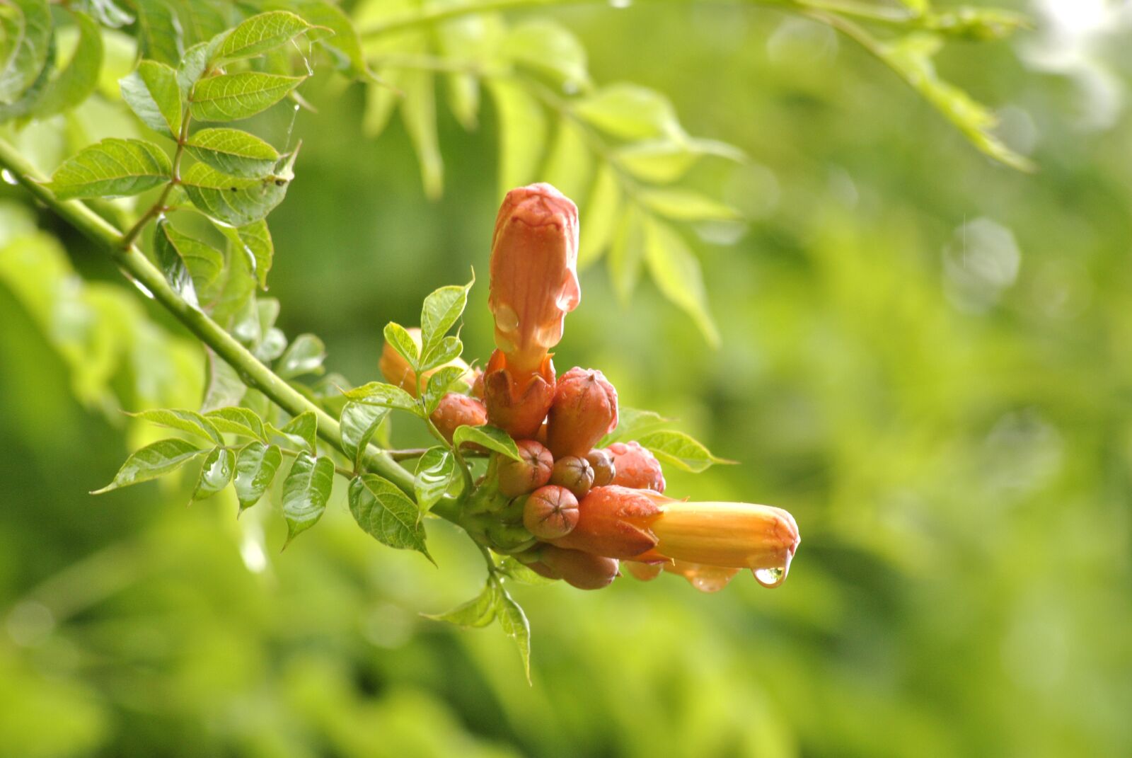 Nikon D3000 sample photo. Flowers, blooms, nature photography