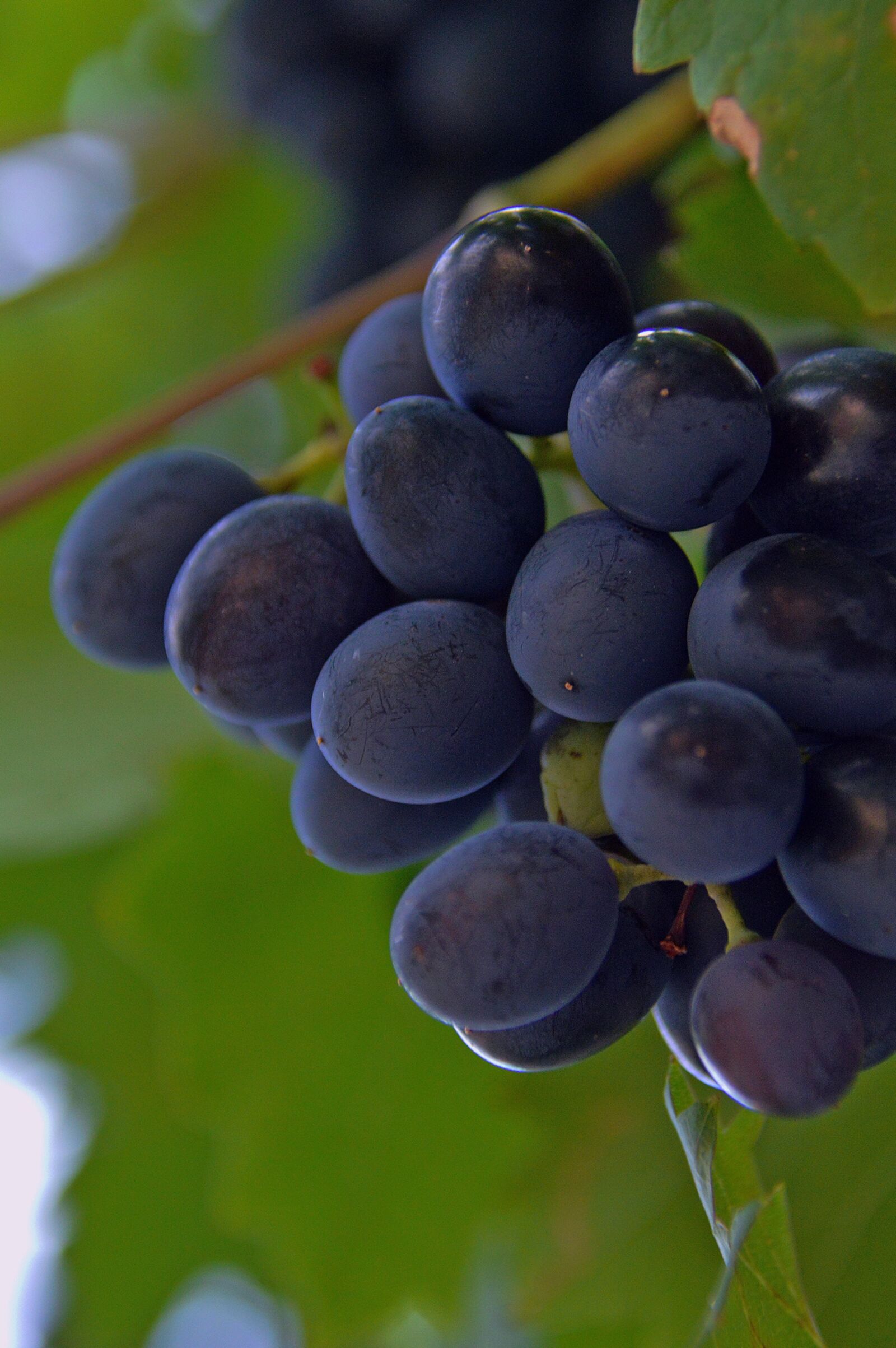 Nikon D3200 sample photo. Grape, red grapes, fruit photography