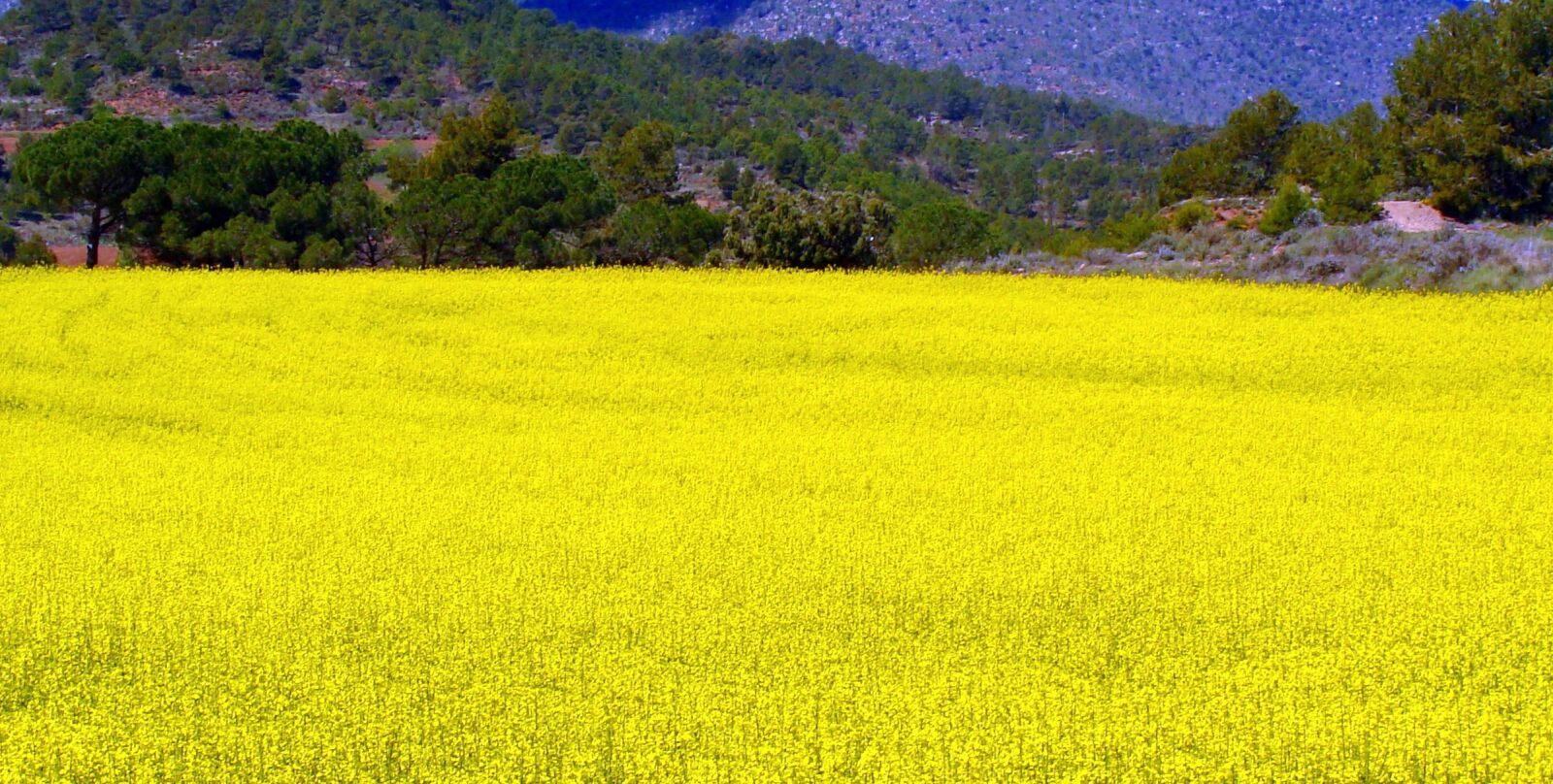 Sony DSC-H3 sample photo. Rape, plantation, field photography