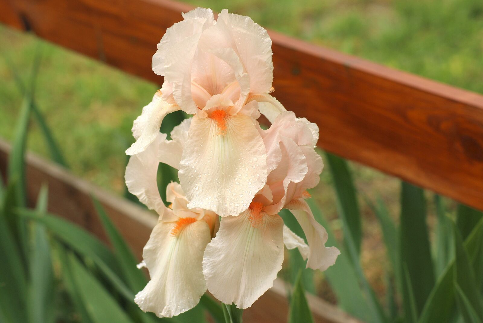Canon EOS 1200D (EOS Rebel T5 / EOS Kiss X70 / EOS Hi) sample photo. Iris, flower, garden photography