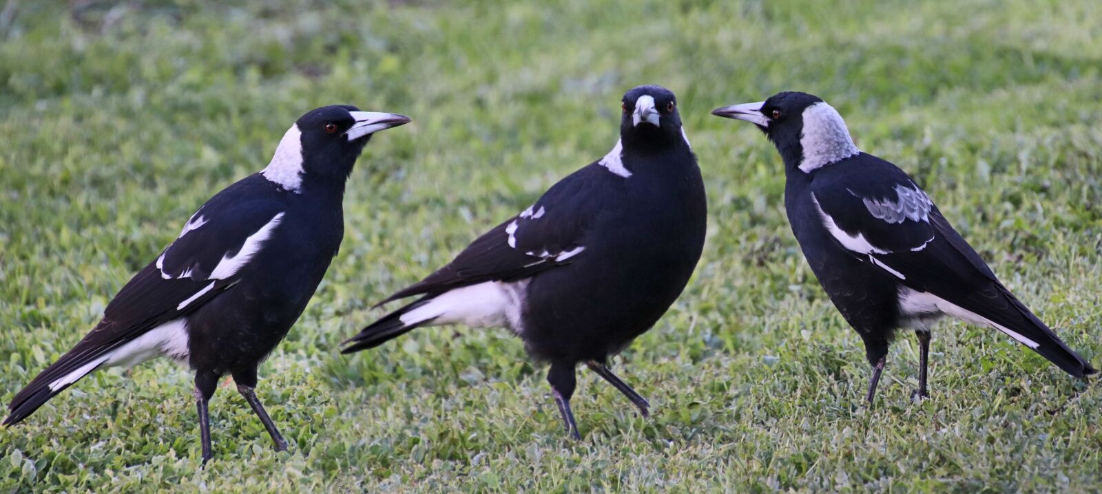 Canon EOS 800D (EOS Rebel T7i / EOS Kiss X9i) sample photo. Birds, australian, magpies photography