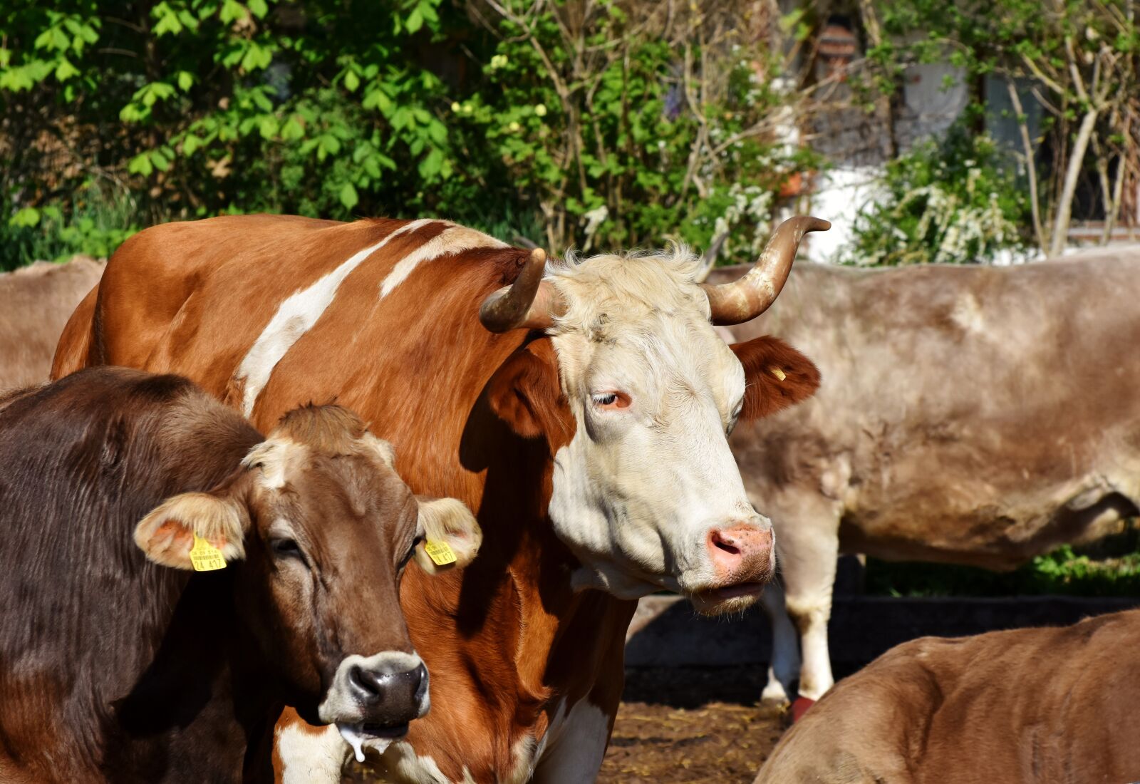 Nikon D7200 sample photo. Bull, ox, cow photography