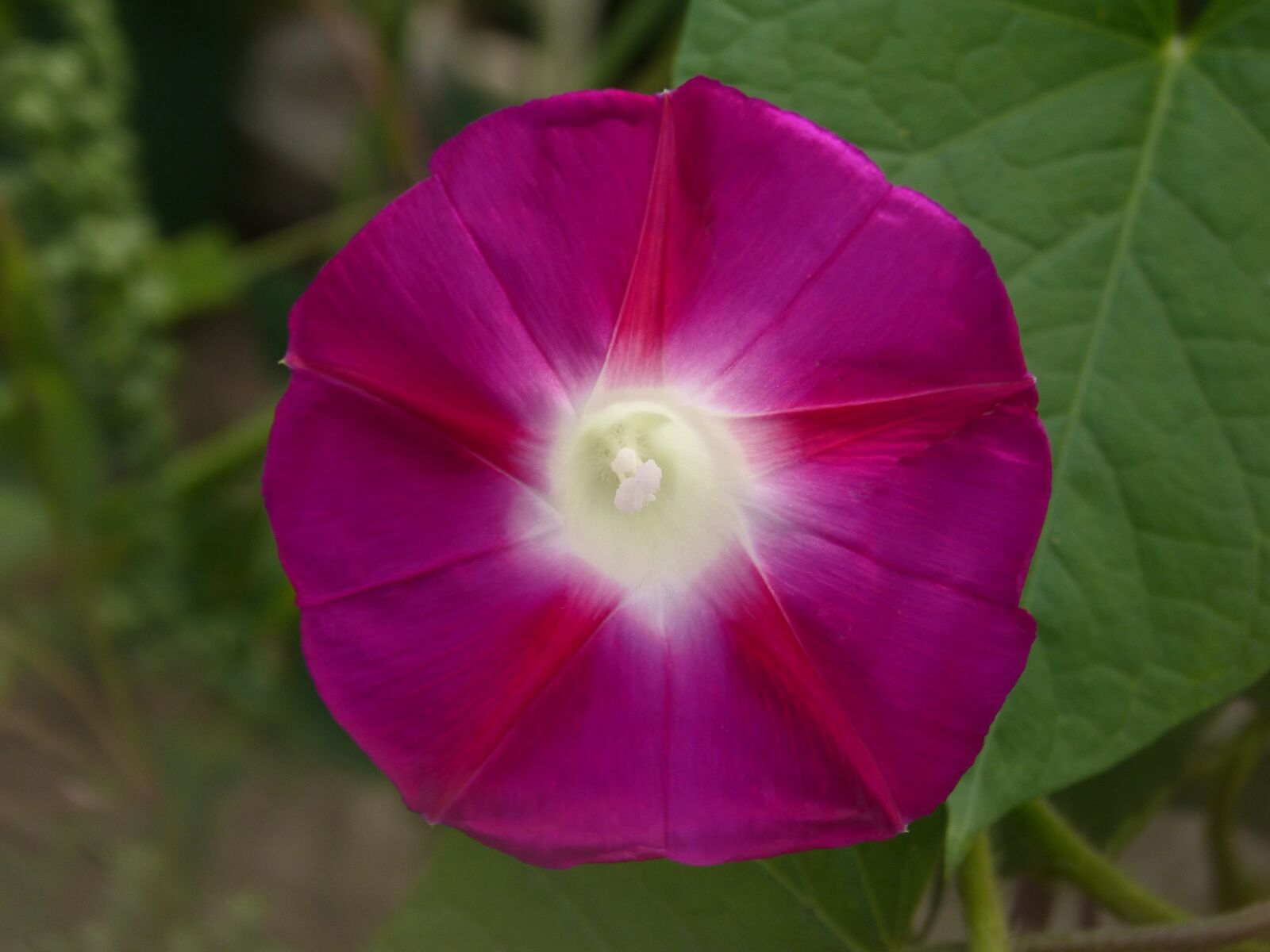 Panasonic DMC-FZ62 sample photo. Petunia, flower, bell photography