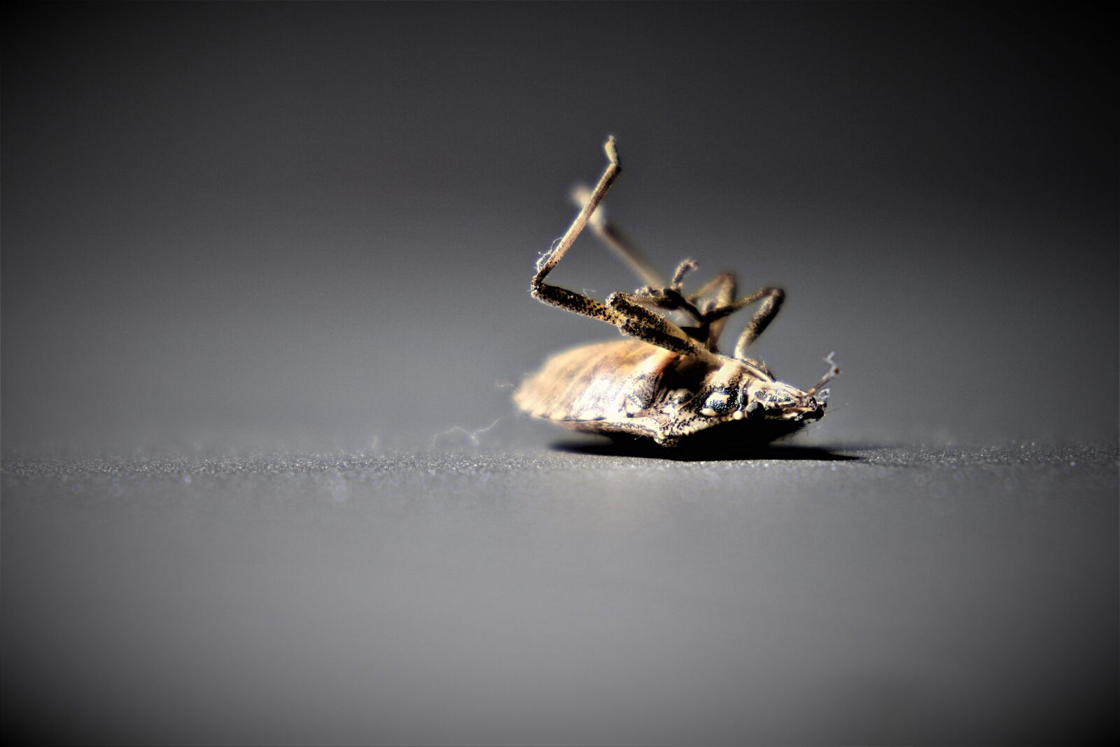 Nikon 1 J5 sample photo. Bedbugs, insect, close up photography