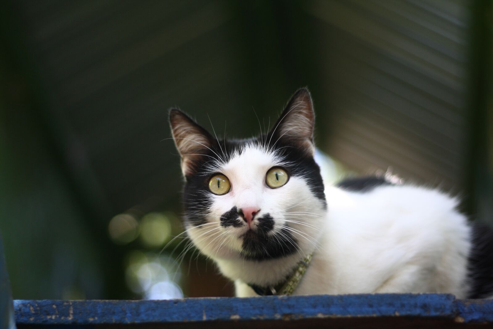 Canon EOS 1000D (EOS Digital Rebel XS / EOS Kiss F) sample photo. Cat, animals photography