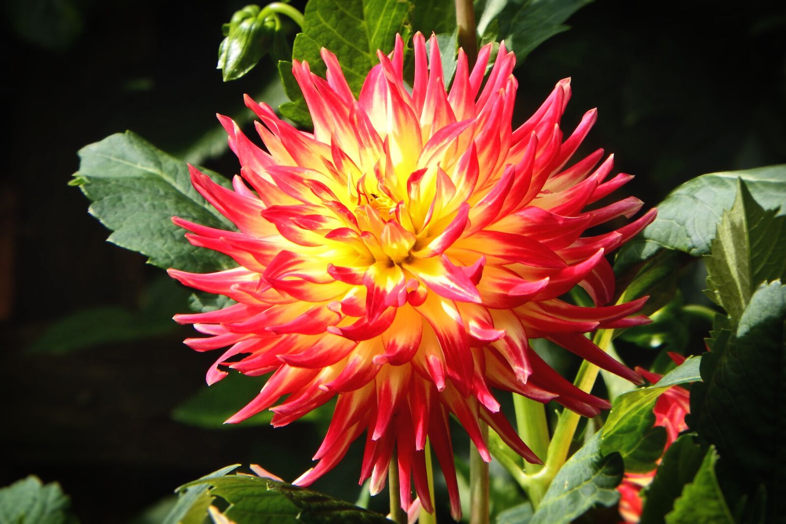 Fujifilm FinePix SL1000 sample photo. Dahlia, georgine, composites photography