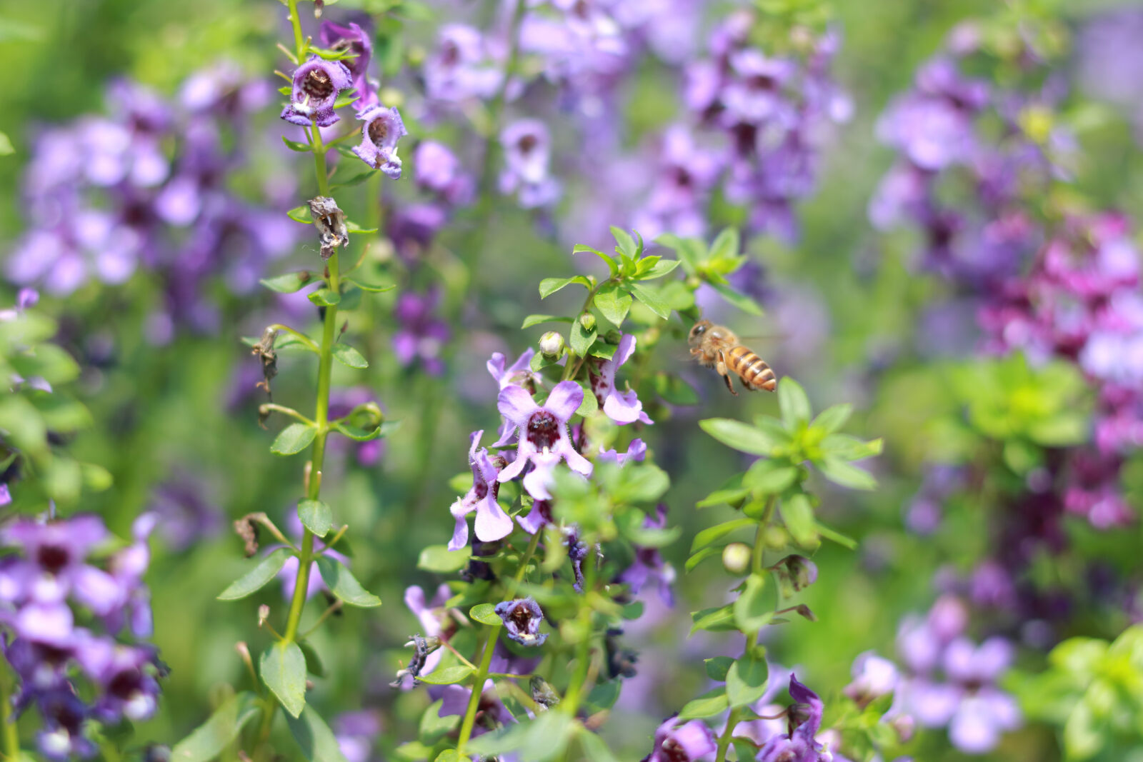 Canon EOS 760D (EOS Rebel T6s / EOS 8000D) + Canon EF 50mm F1.8 STM sample photo. Bee photography
