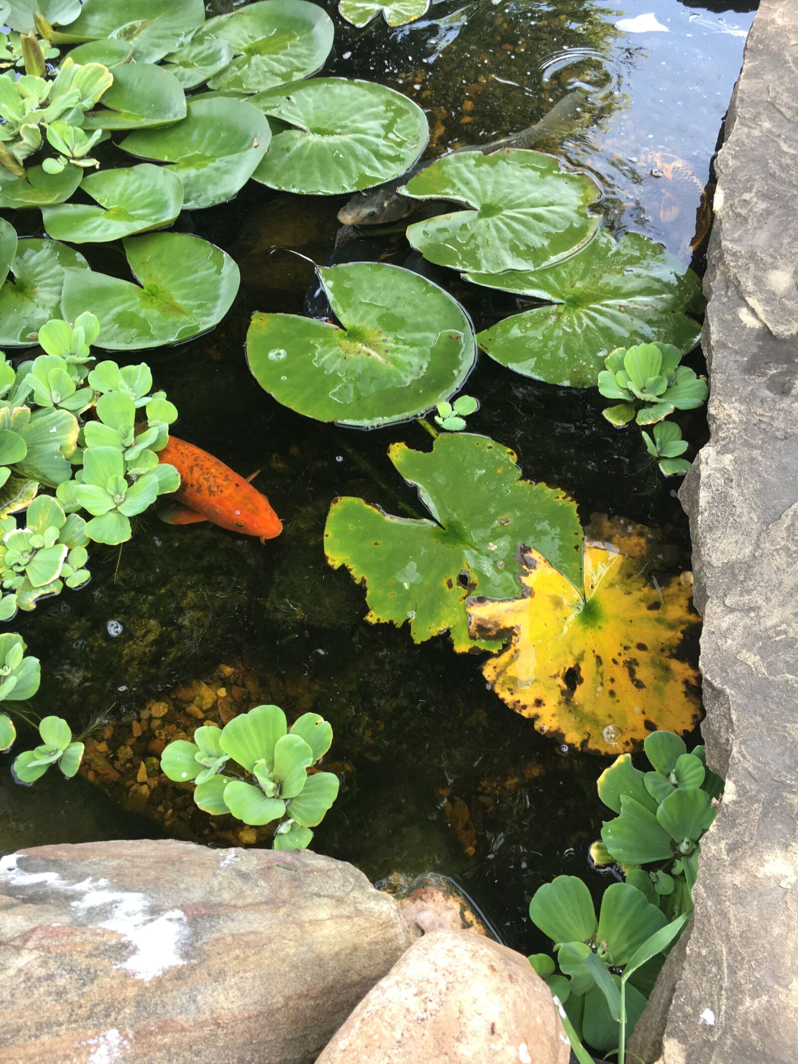 Apple iPhone 6s sample photo. Koi, pond, fish photography