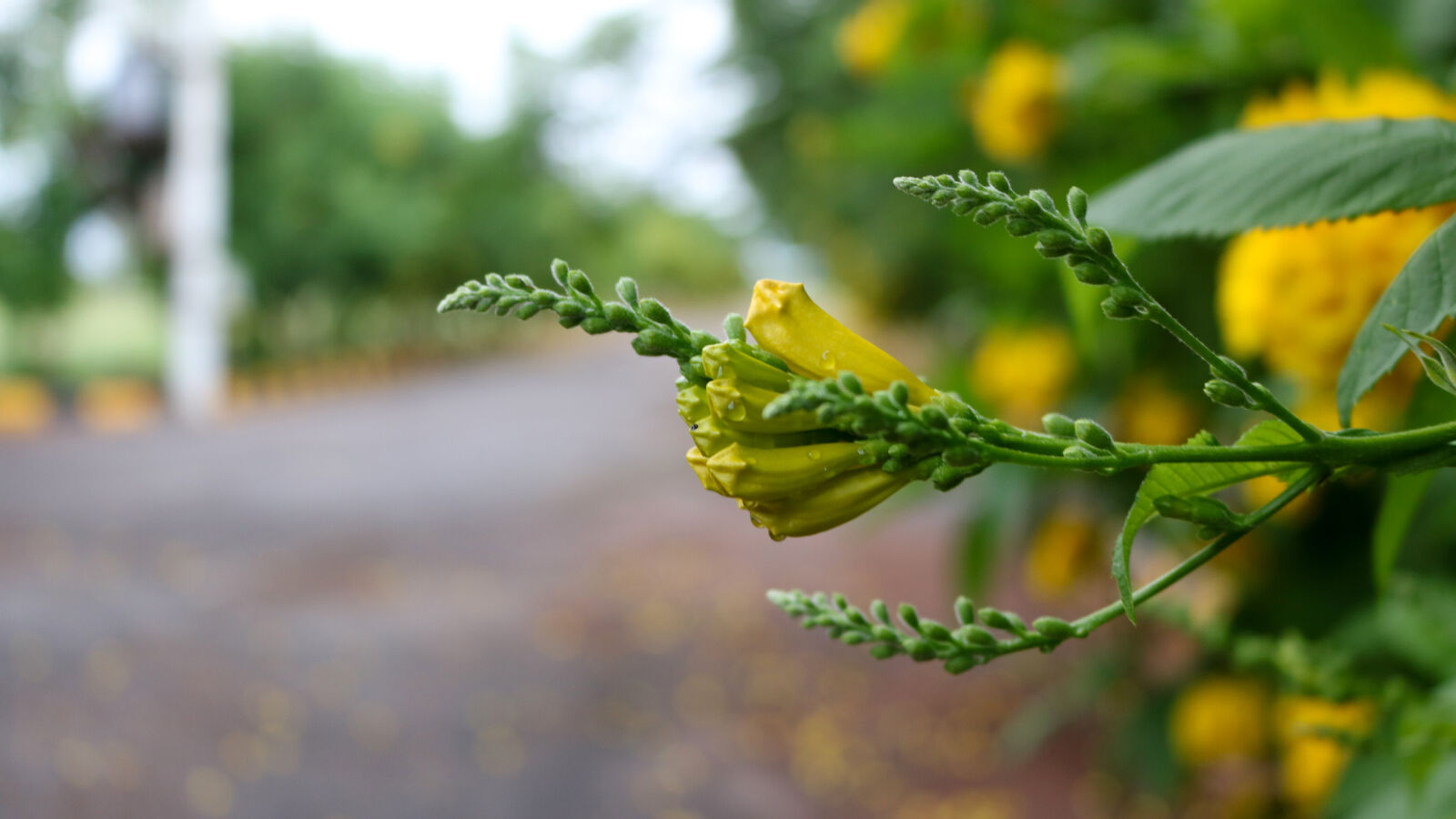 Canon EOS 750D (EOS Rebel T6i / EOS Kiss X8i) sample photo. Flower, nature, waterdrops photography
