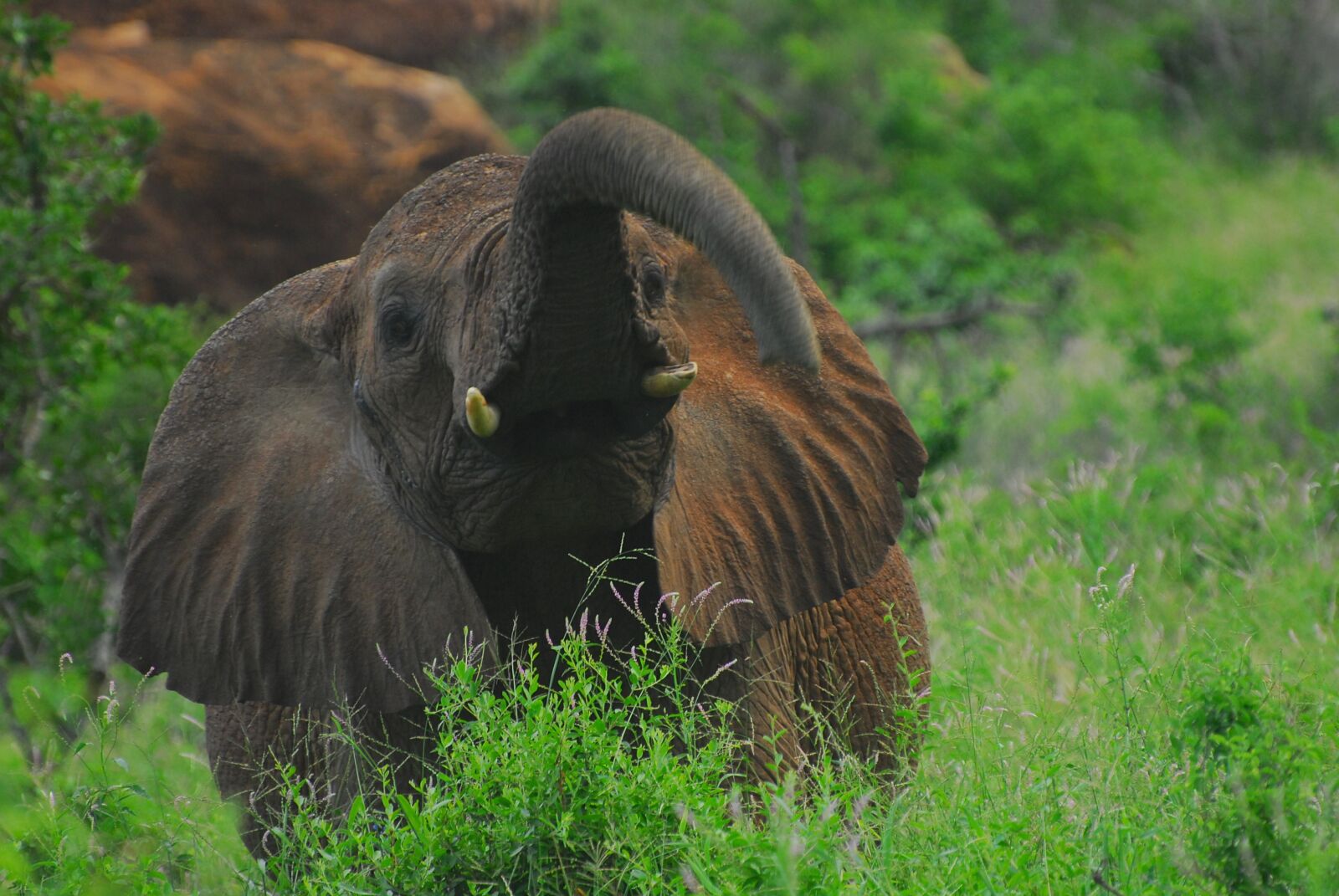 Nikon D200 sample photo. Elephant, tsavo, kenya photography