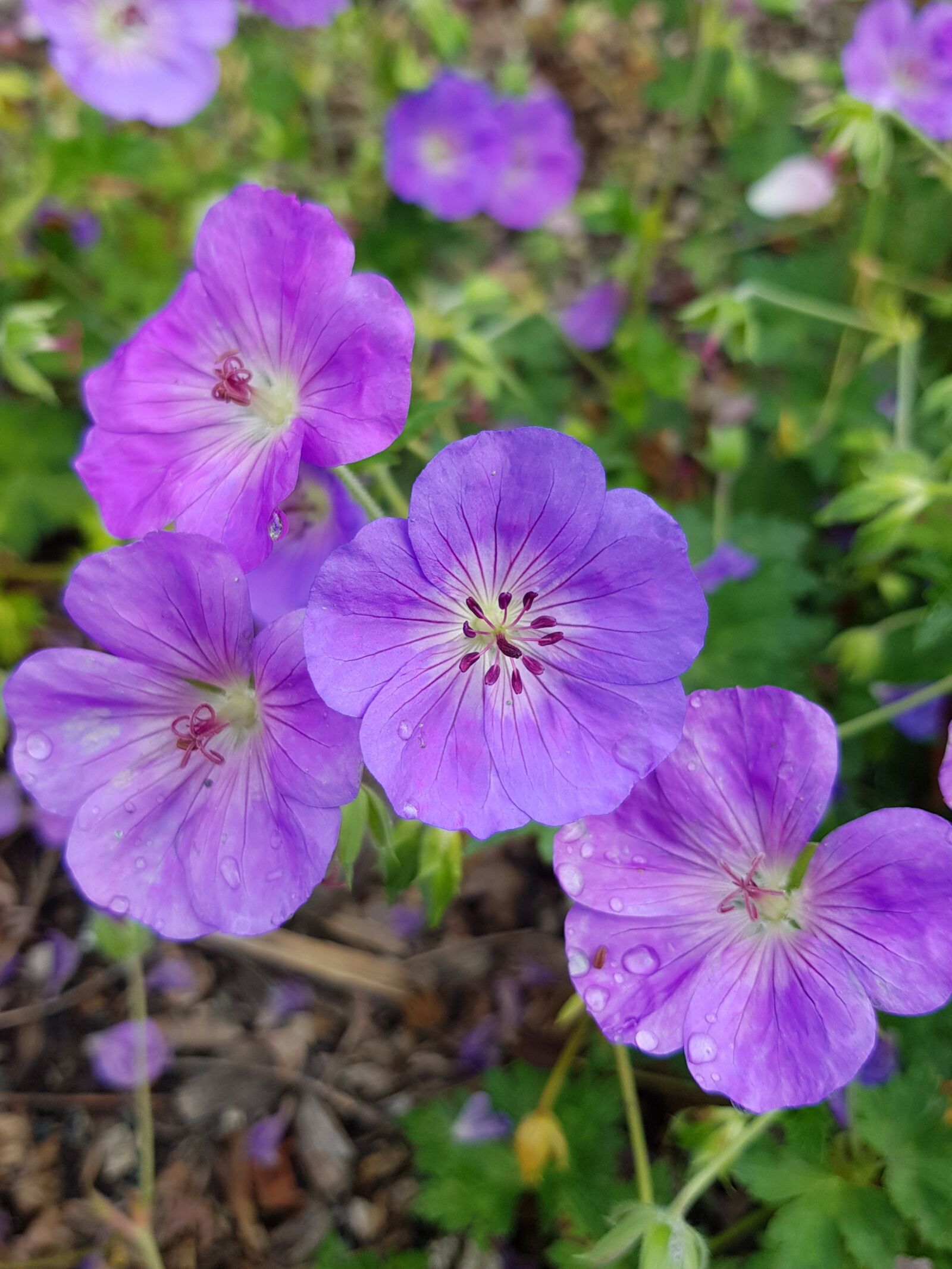 Samsung Galaxy S8+ Rear Camera sample photo. Flowers, purple flowers, plants photography