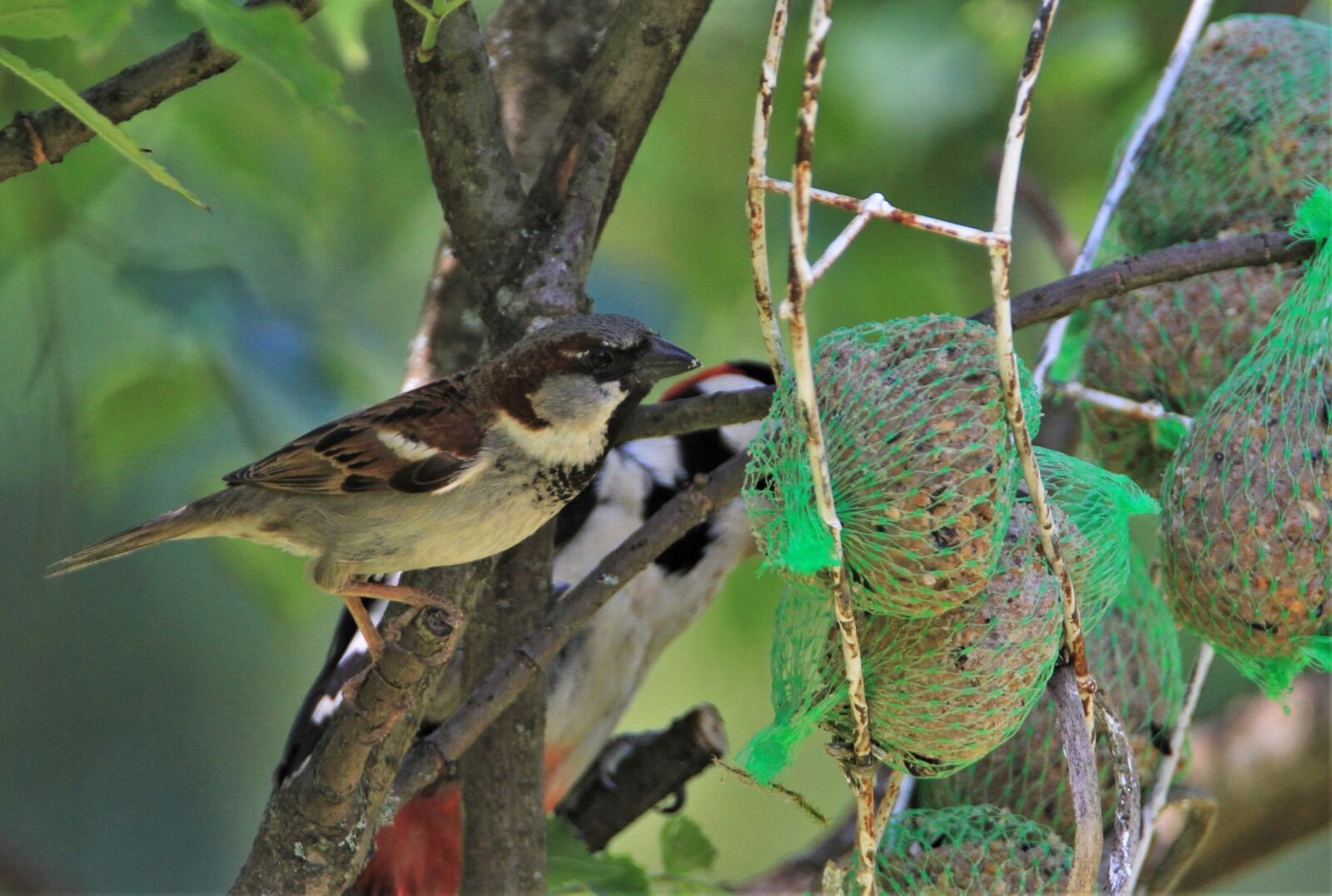 Tamron SP 150-600mm F5-6.3 Di VC USD sample photo. Great spotted woodpecker, foraging photography