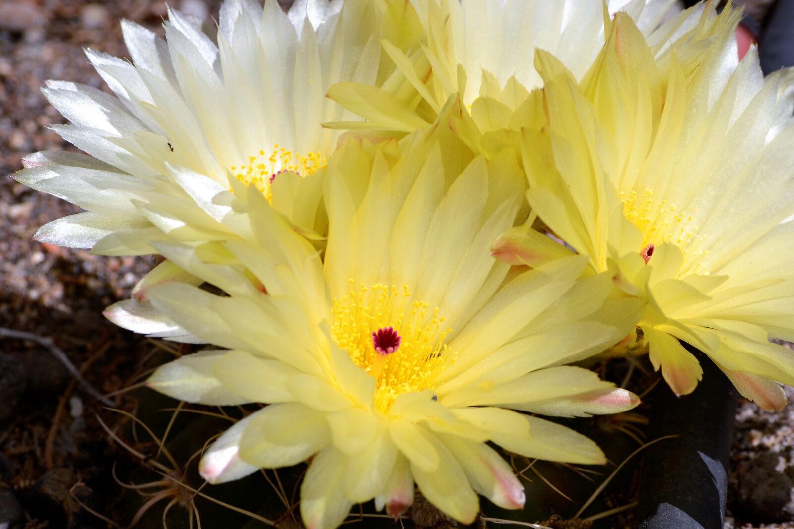 Nikon D3100 sample photo. Cactus, garden, spring photography
