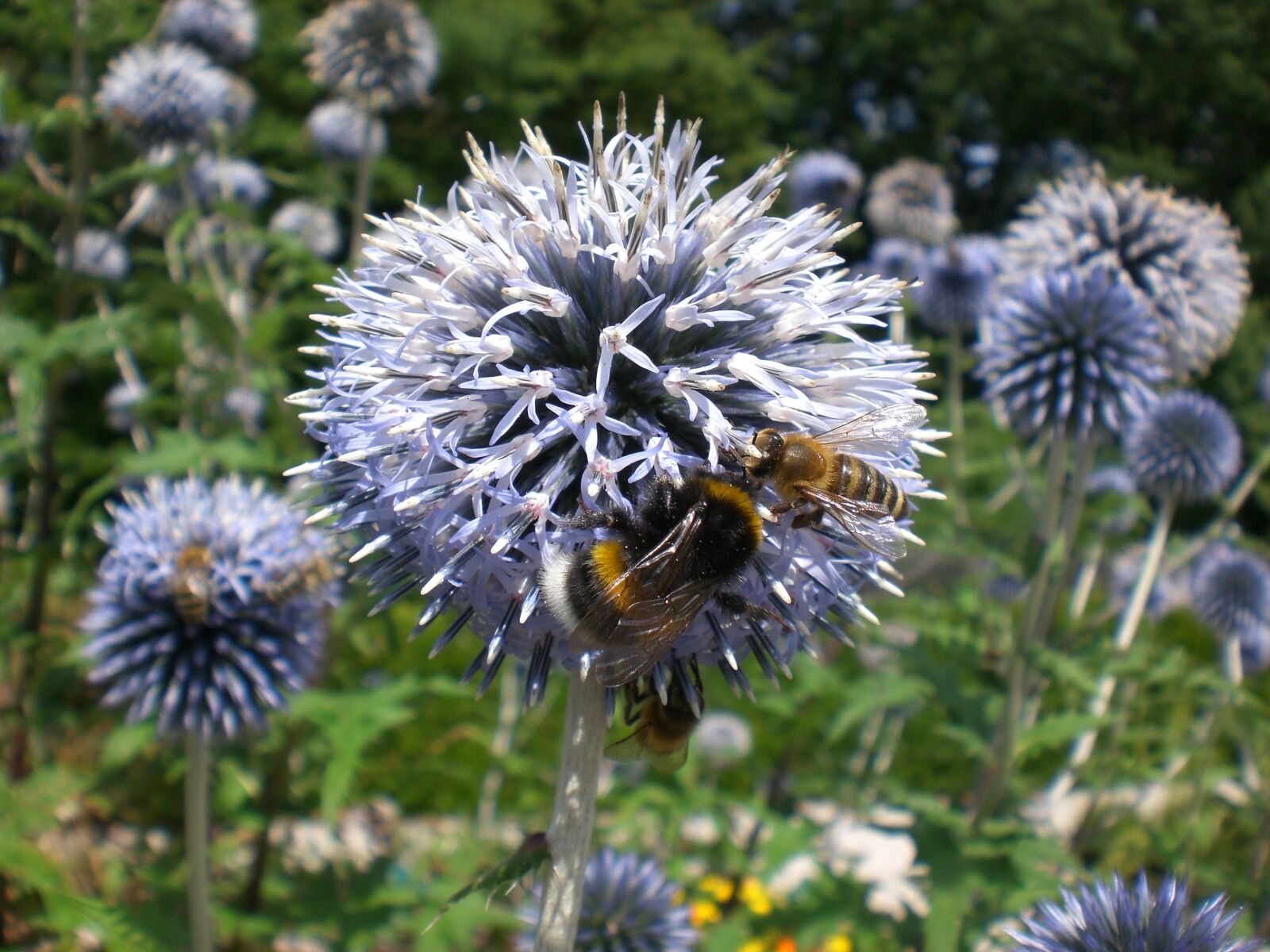 CASIO EX-Z75 sample photo. Hummel, bee, blossom photography