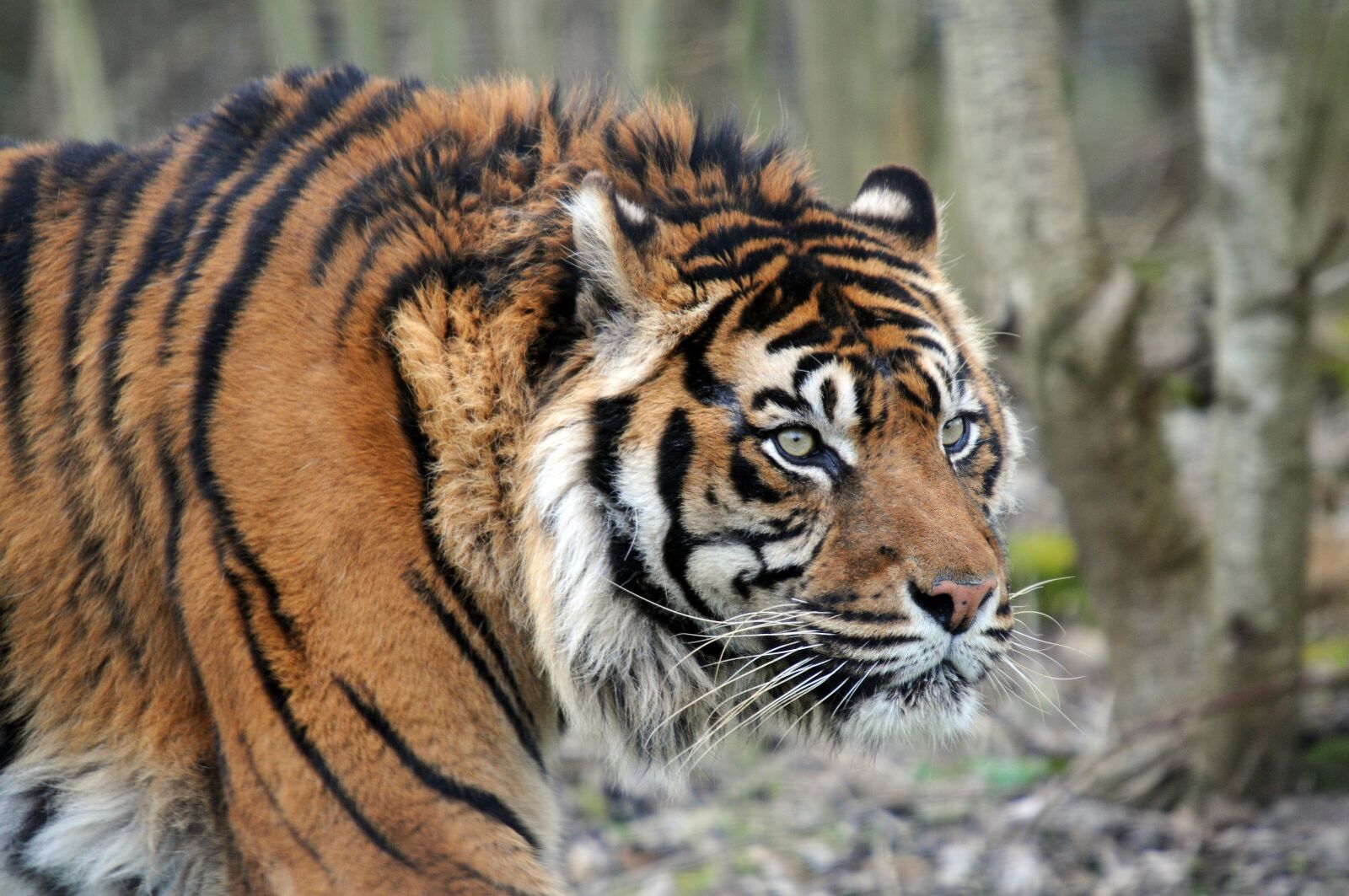 Nikon D300 sample photo. Tiger, feline, animal photography
