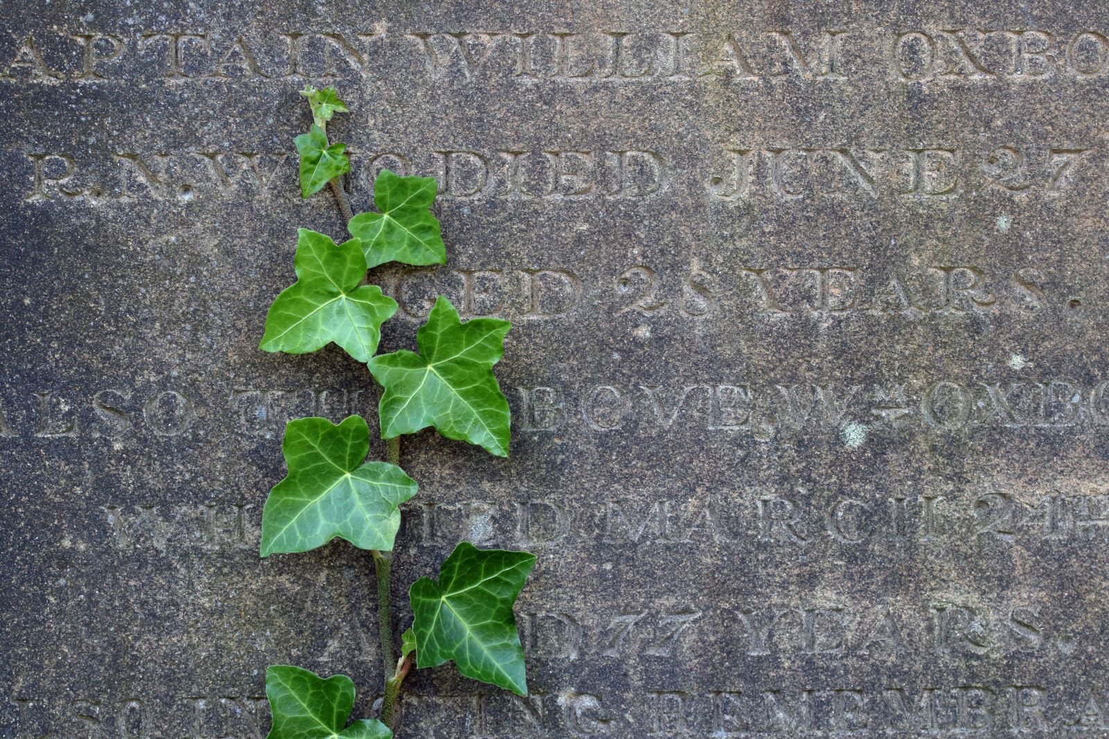 Canon EOS 80D sample photo. Ivy, gravestone, churchyard photography