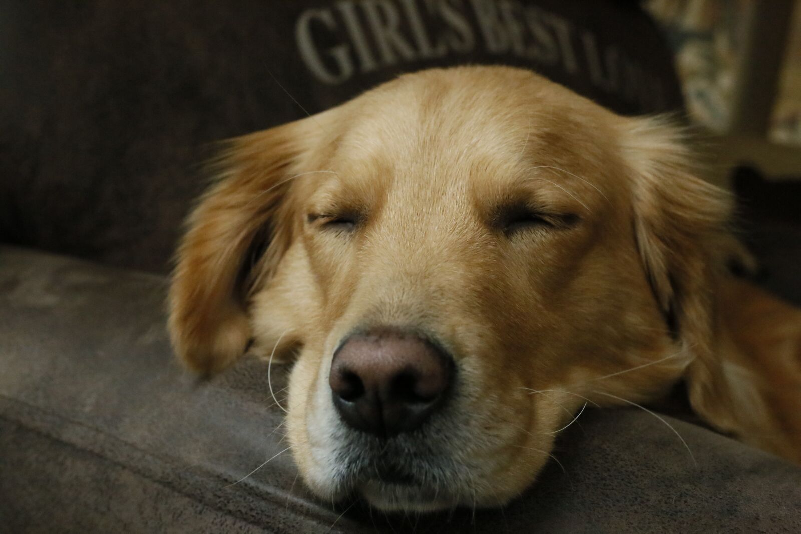 Canon EOS 6D + Canon EF 50mm F1.8 STM sample photo. Dog, pets, canine photography
