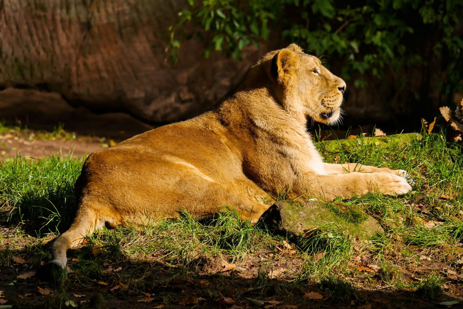 Panasonic DMC-G70 sample photo. Animal, predator, lion photography