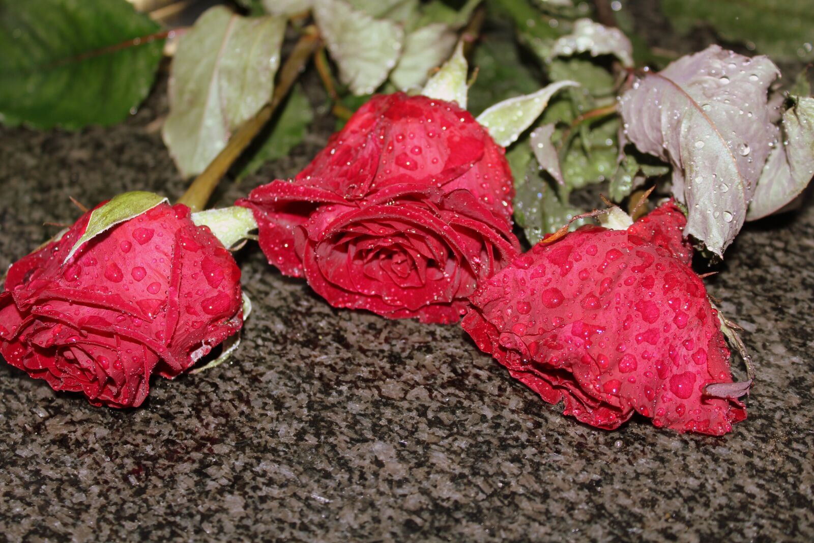 Canon EOS 1200D (EOS Rebel T5 / EOS Kiss X70 / EOS Hi) sample photo. Roses, in the rain photography