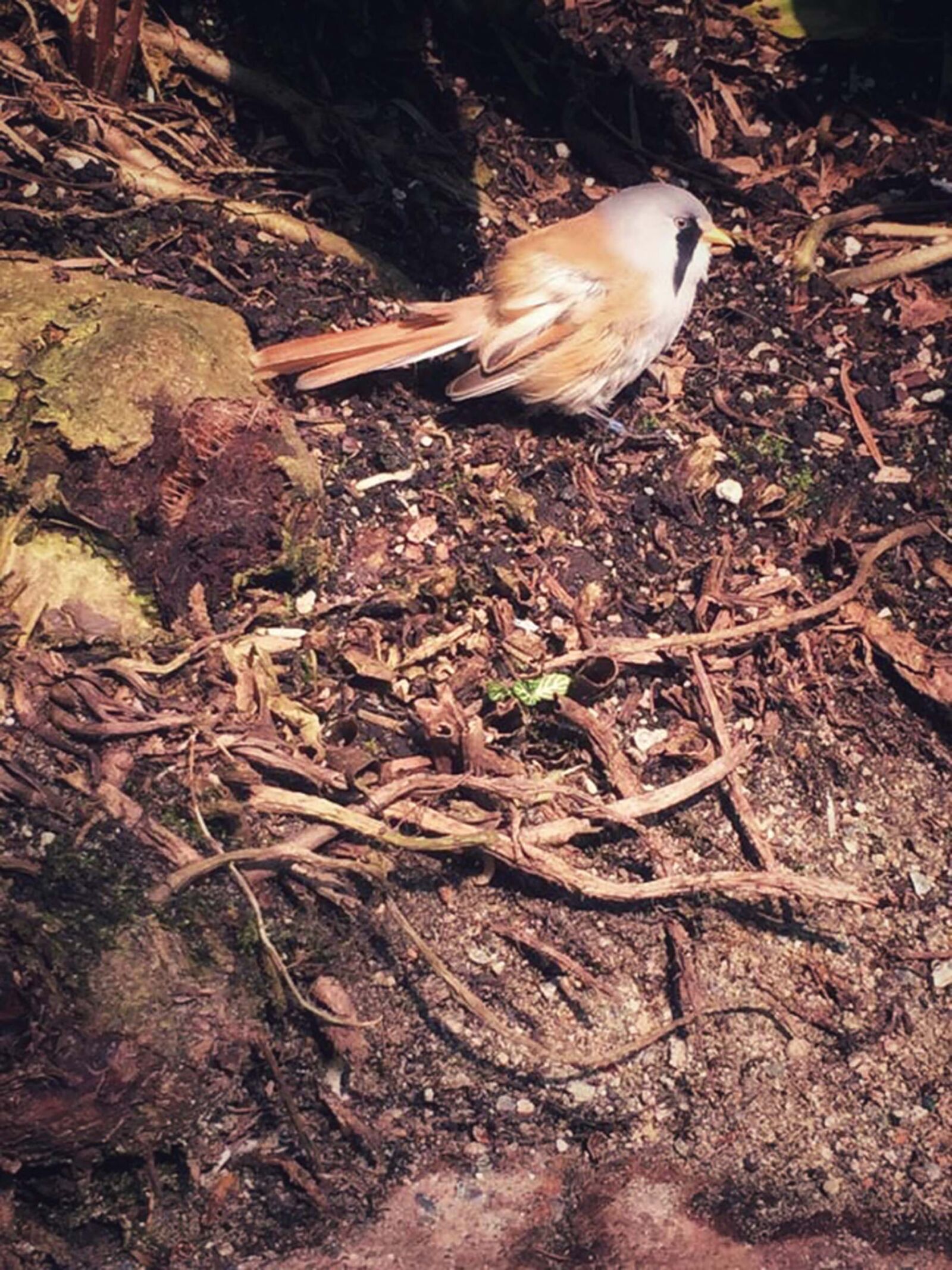 iPhone 6 back camera 4.15mm f/2.2 sample photo. Bird, ground, nature, photography photography