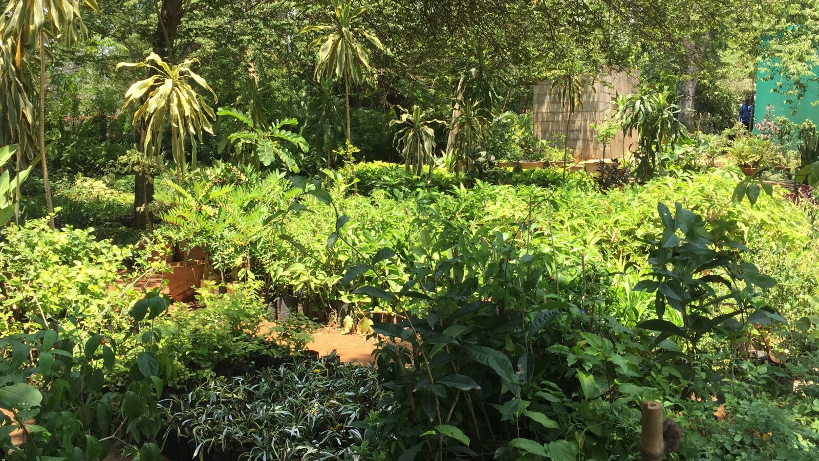 iPhone 6 back camera 4.15mm f/2.2 sample photo. India, bengaluru, trees photography