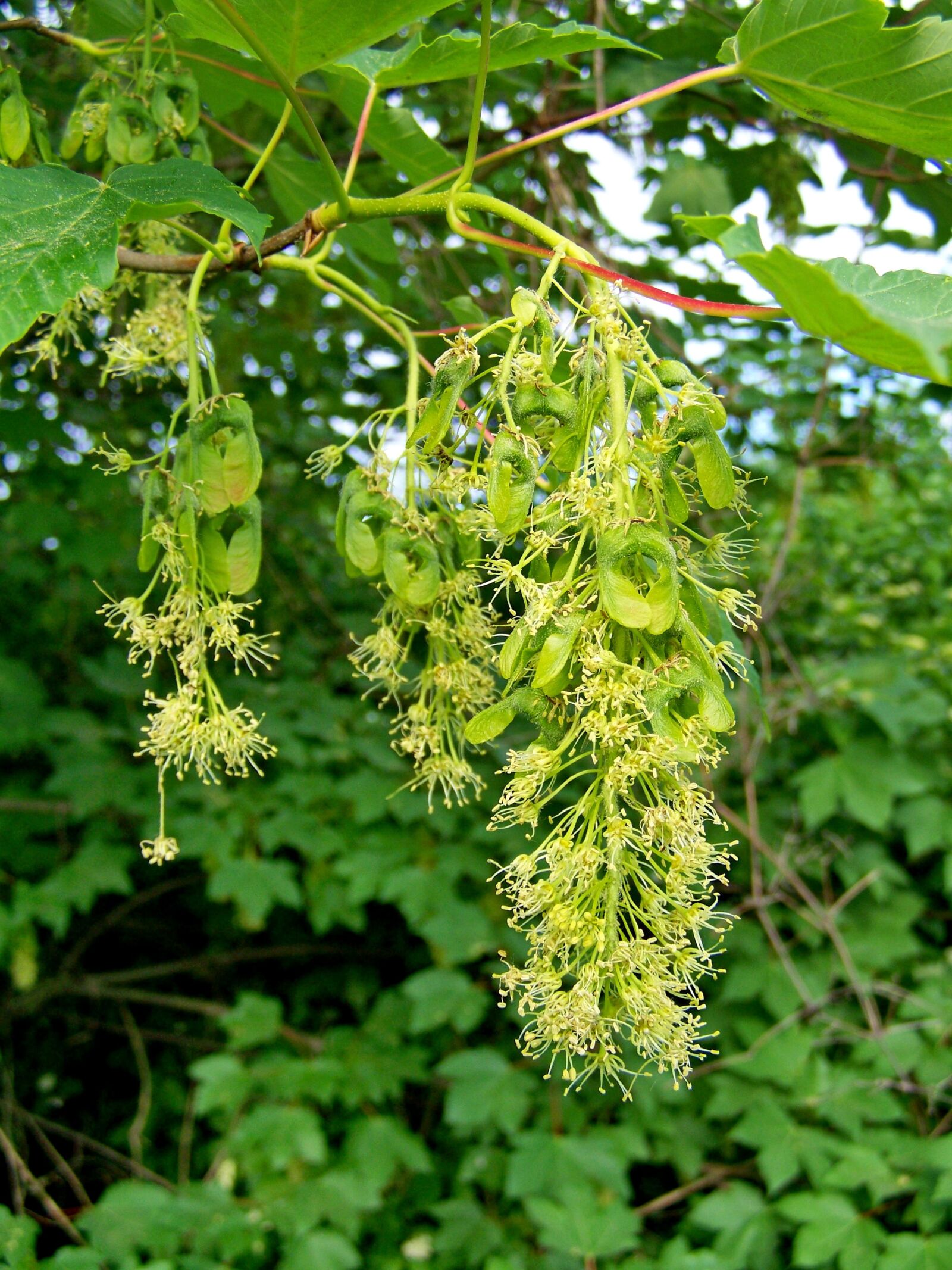 Kodak EASYSHARE ZD710 ZOOM DIGITAL CAMERA sample photo. Maple tree flower, trusses photography