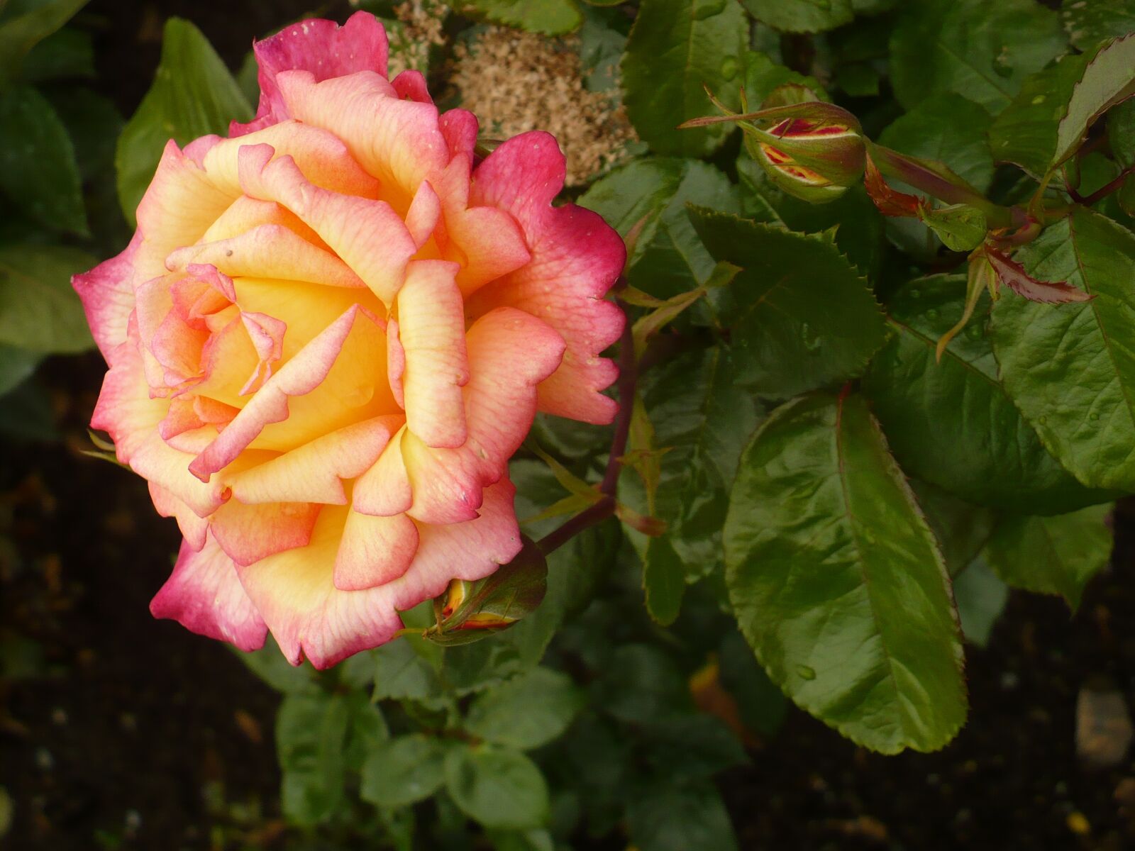 Panasonic DMC-LZ7 sample photo. Rose, nature, flower photography