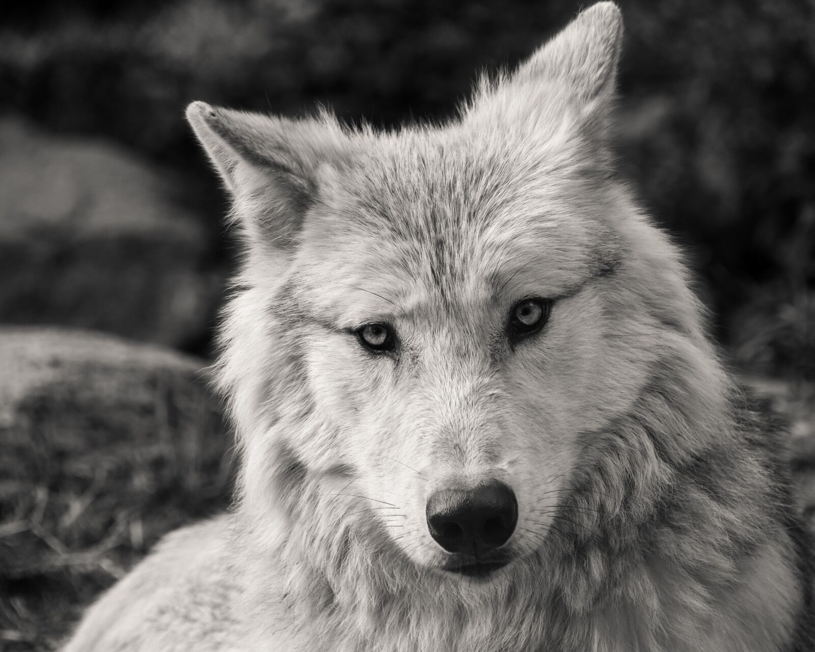 Nikon D500 sample photo. Wolf, predator, black and photography
