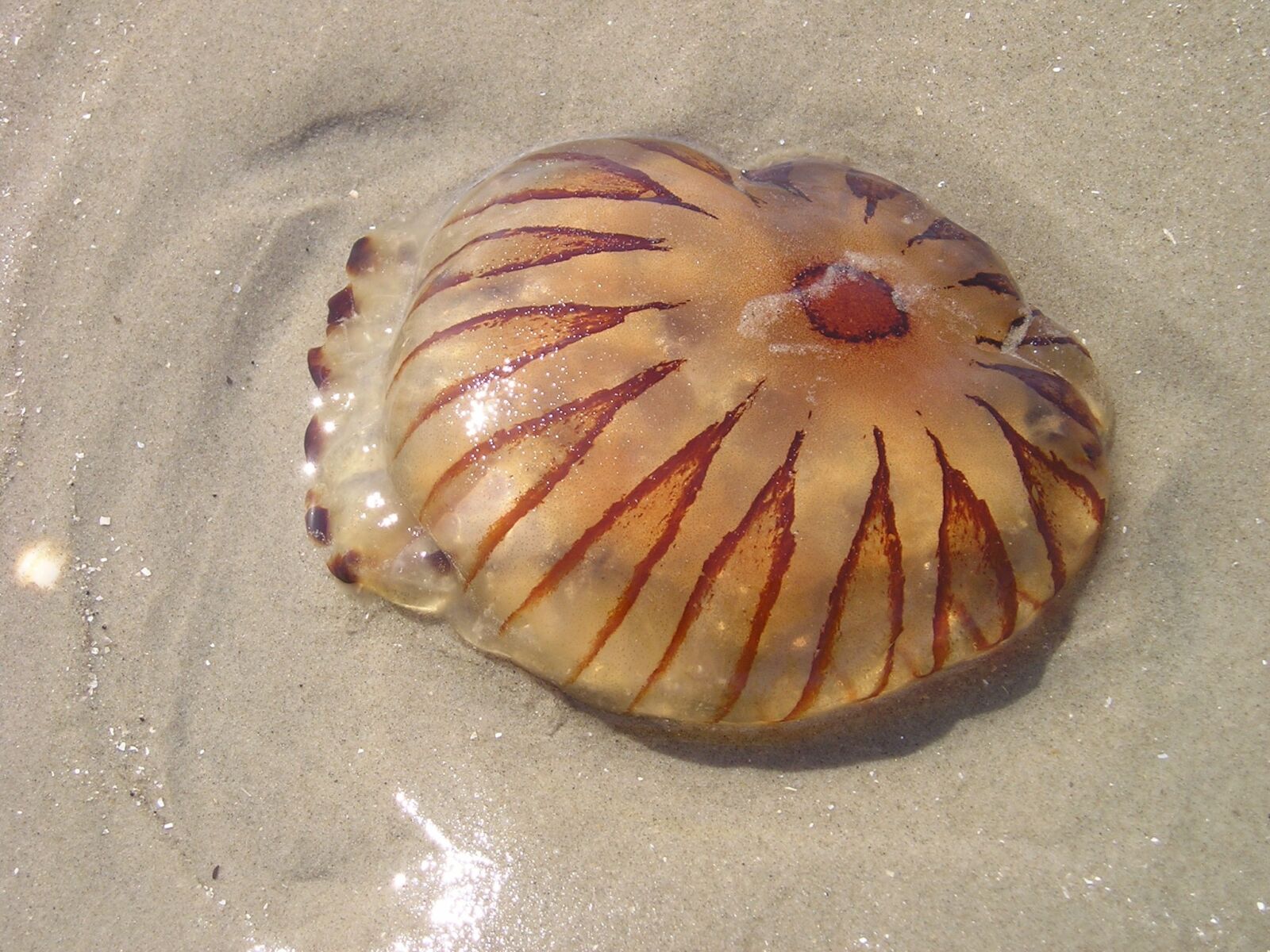 Olympus X200,D560Z,C350Z sample photo. Jellyfish, sea, beach photography